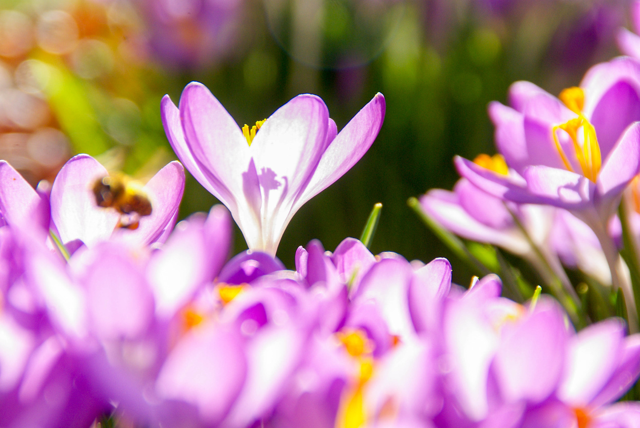 Tamron AF 18-200mm F3.5-6.3 XR Di II LD Aspherical (IF) Macro sample photo. Springtime photography