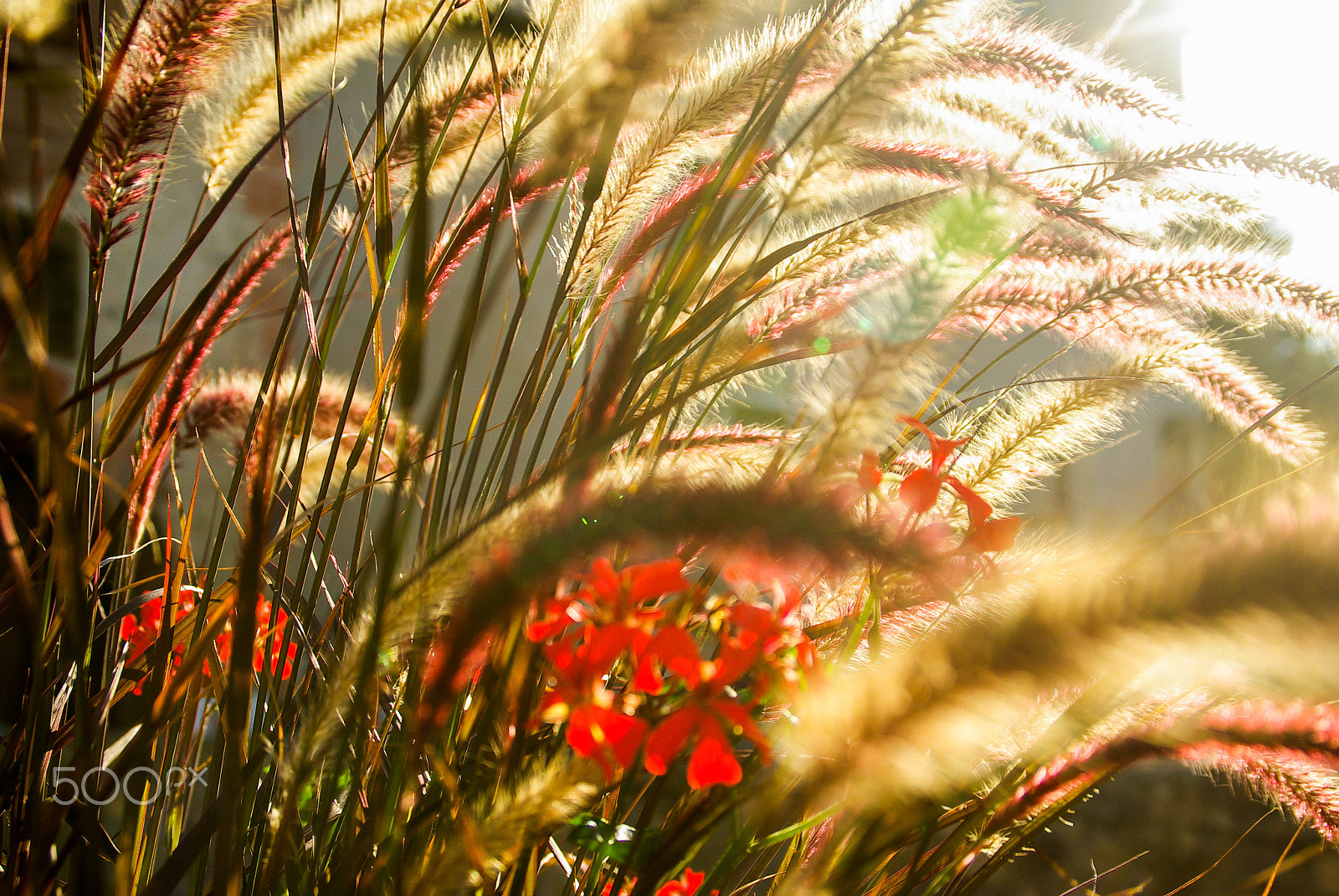 Tamron AF 18-200mm F3.5-6.3 XR Di II LD Aspherical (IF) Macro sample photo. Autumn sun photography