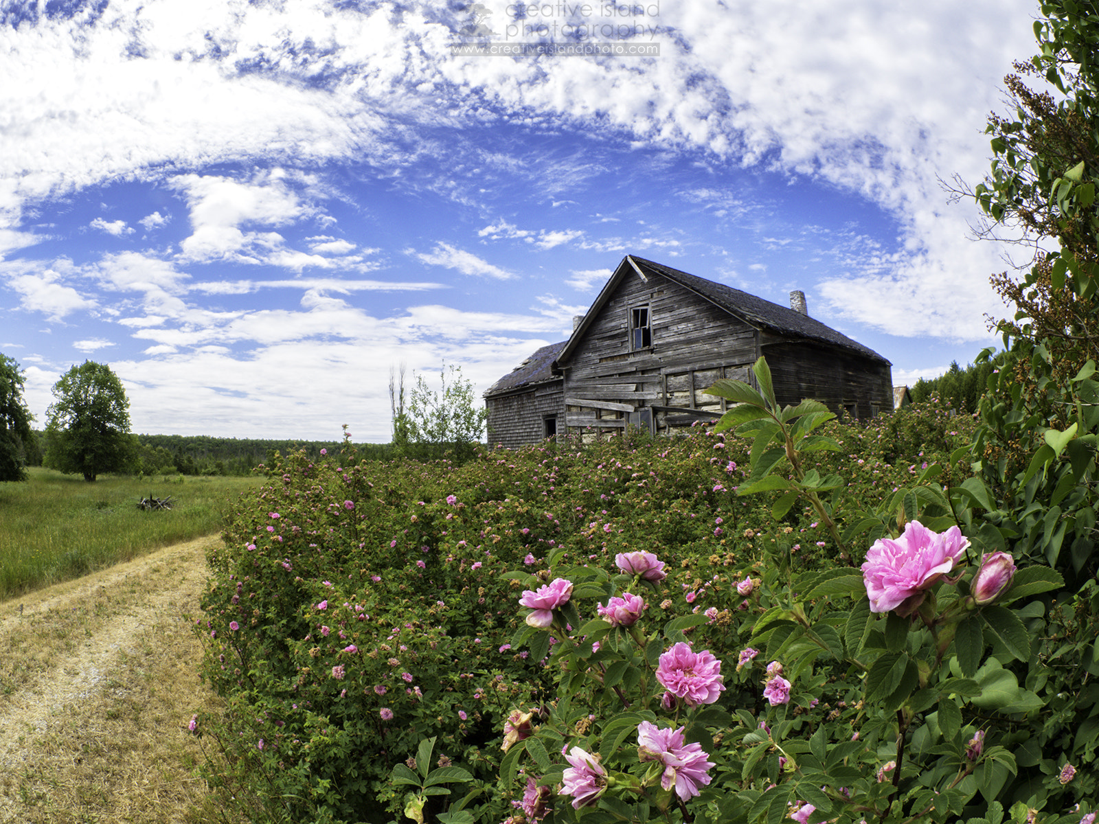 Olympus OM-D E-M5 II + OLYMPUS M.8mm F1.8 sample photo. Roses by the dozens photography