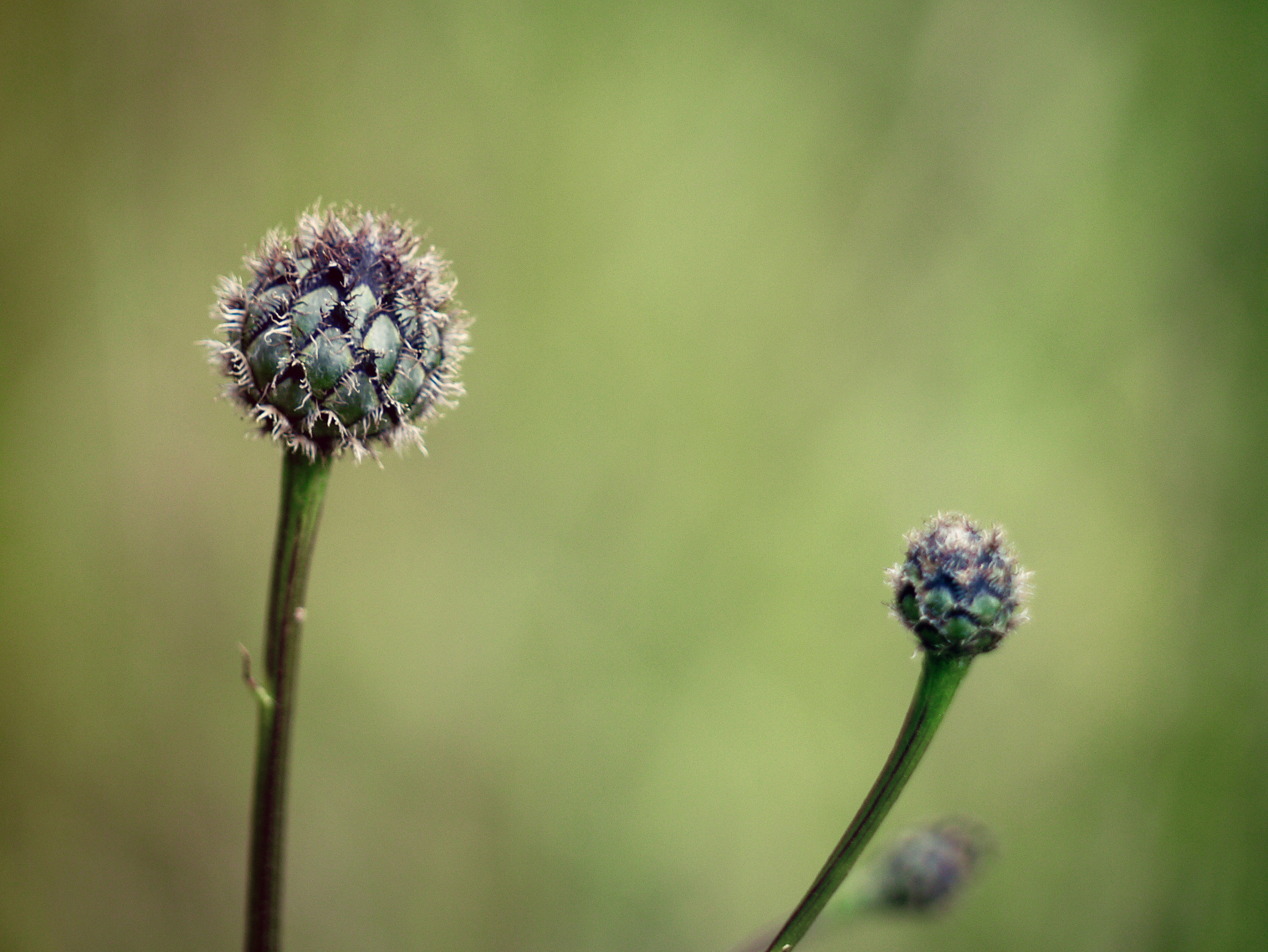 Panasonic Lumix G Vario 45-200mm F4-5.6 OIS sample photo. Thistle photography