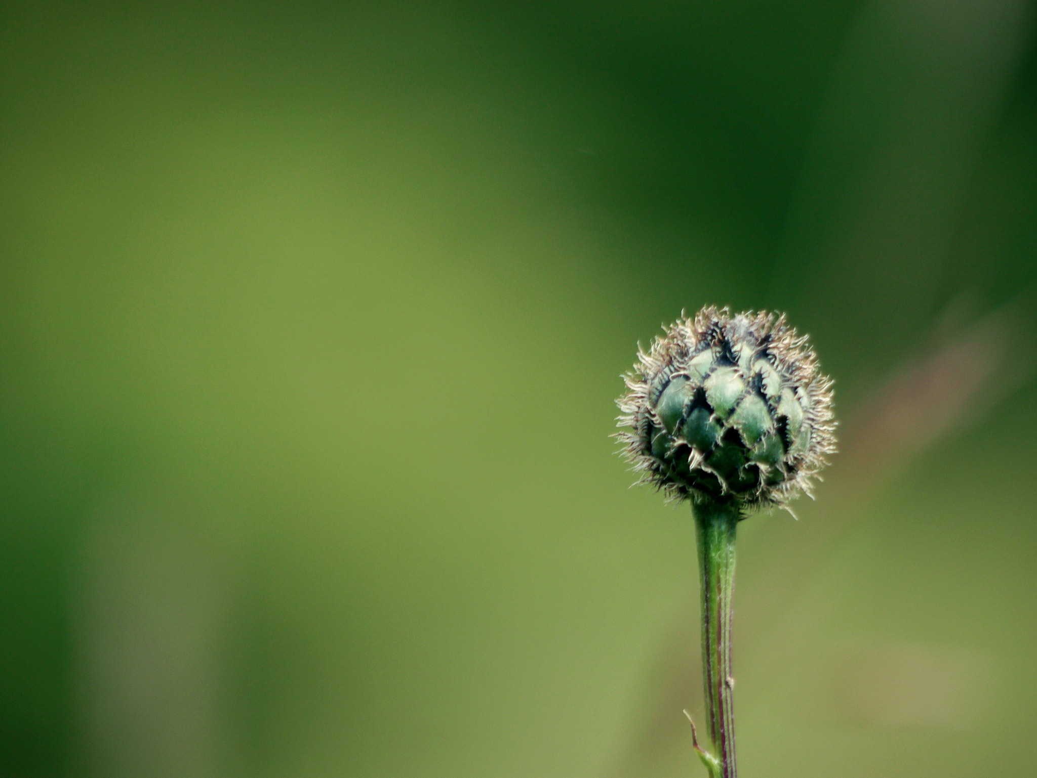 Panasonic Lumix DMC-G3 + Panasonic Lumix G Vario 45-200mm F4-5.6 OIS sample photo. Thistle 2 photography