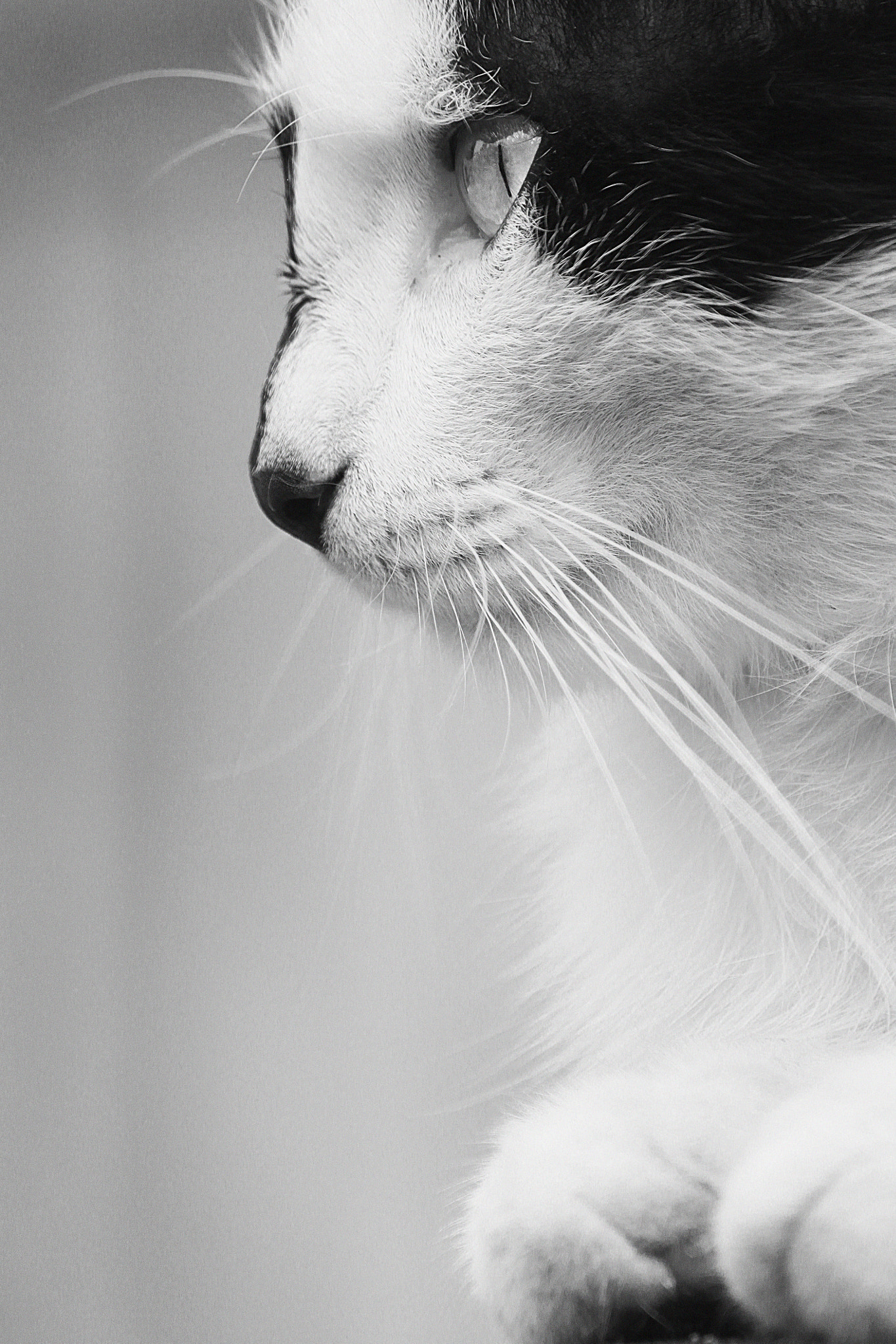 Canon EOS 500D (EOS Rebel T1i / EOS Kiss X3) sample photo. Mr.cat photography