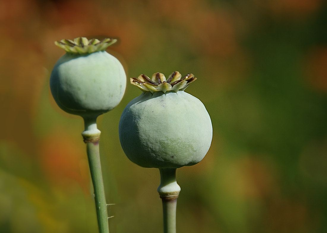 Sony Alpha DSLR-A290 sample photo. Poppy capsules photography