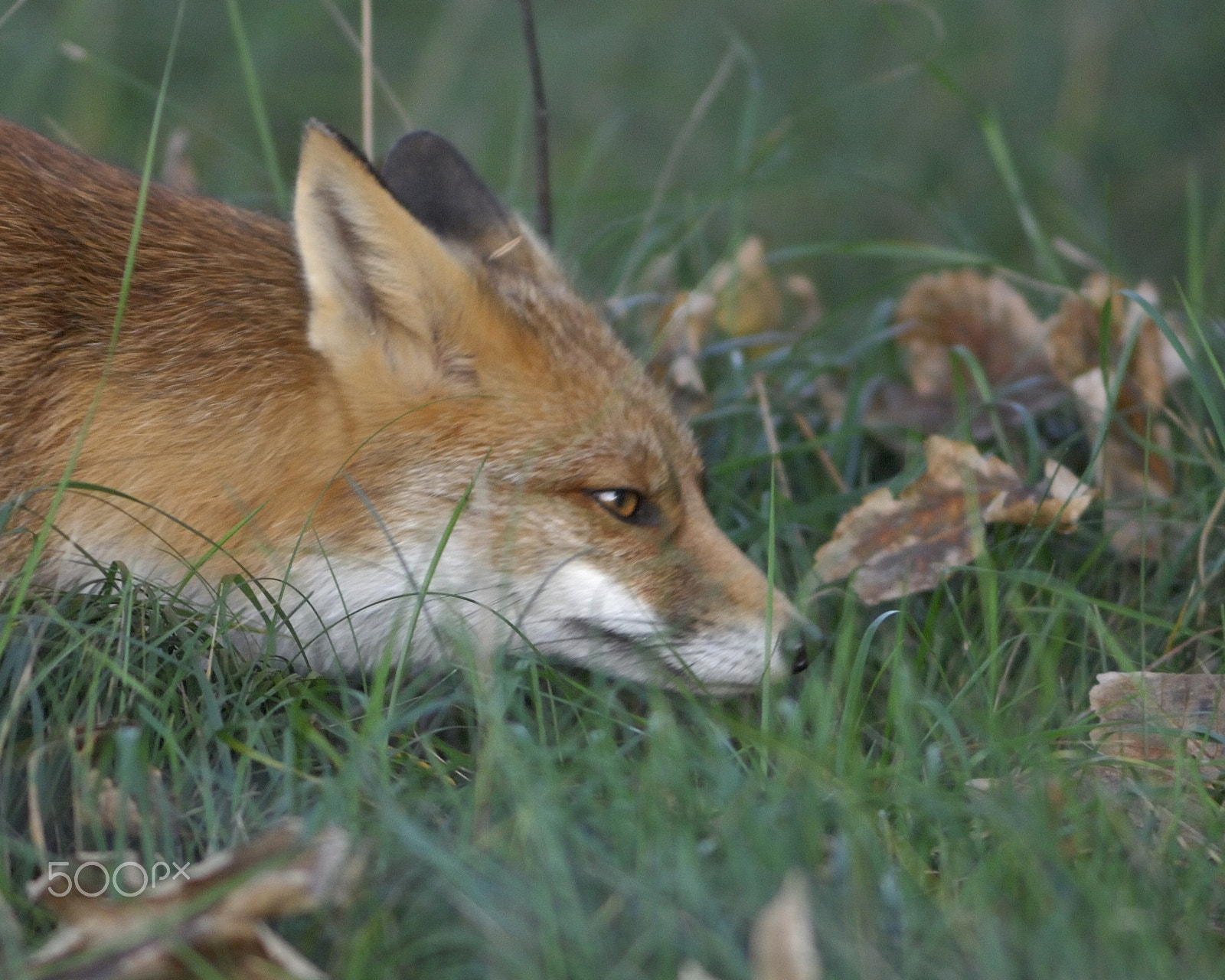 Nikon D2Xs + Nikkor 500mm f/4 P ED IF sample photo. Searching photography