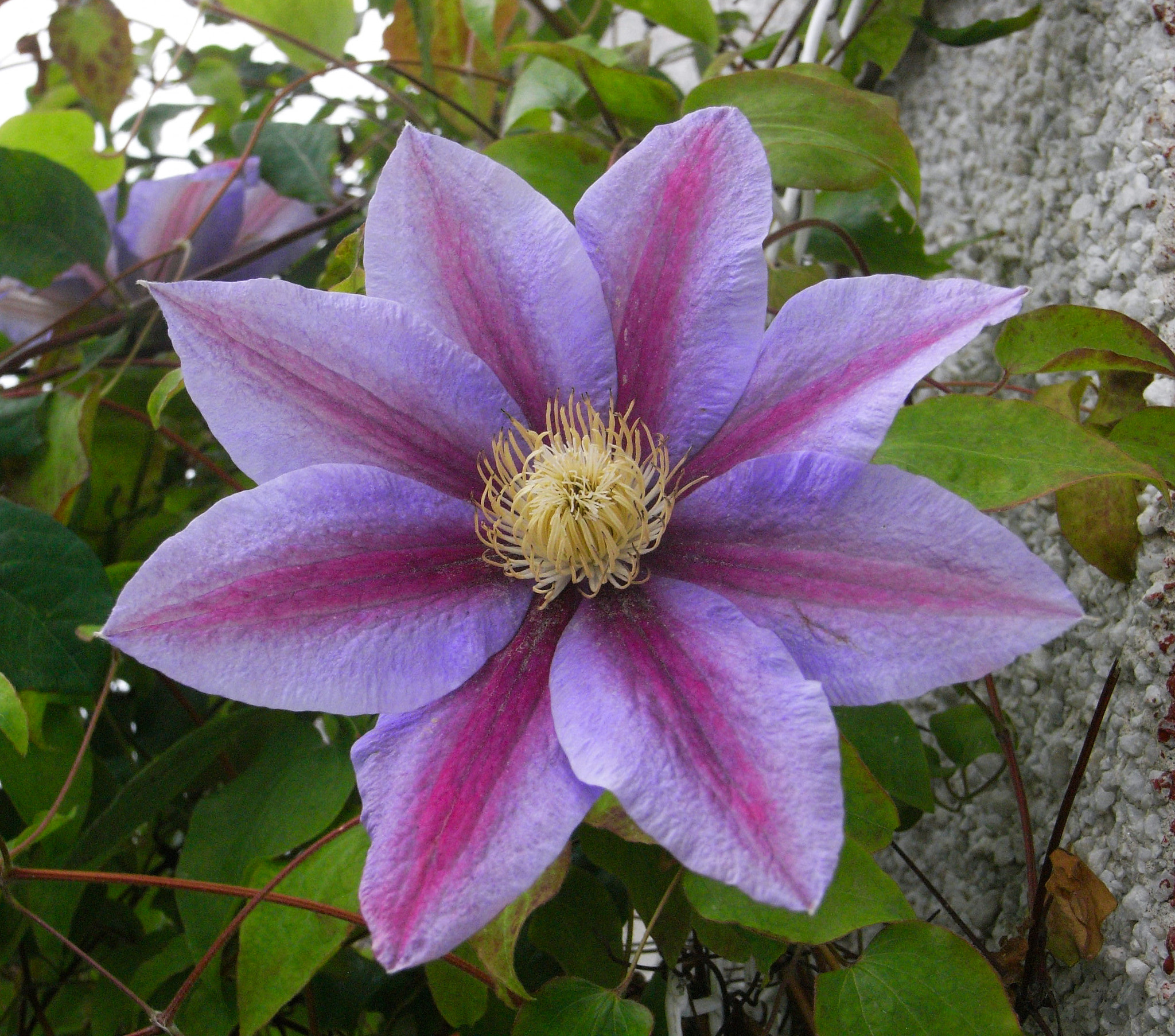 Ricoh Caplio R6 sample photo. Clematis photography