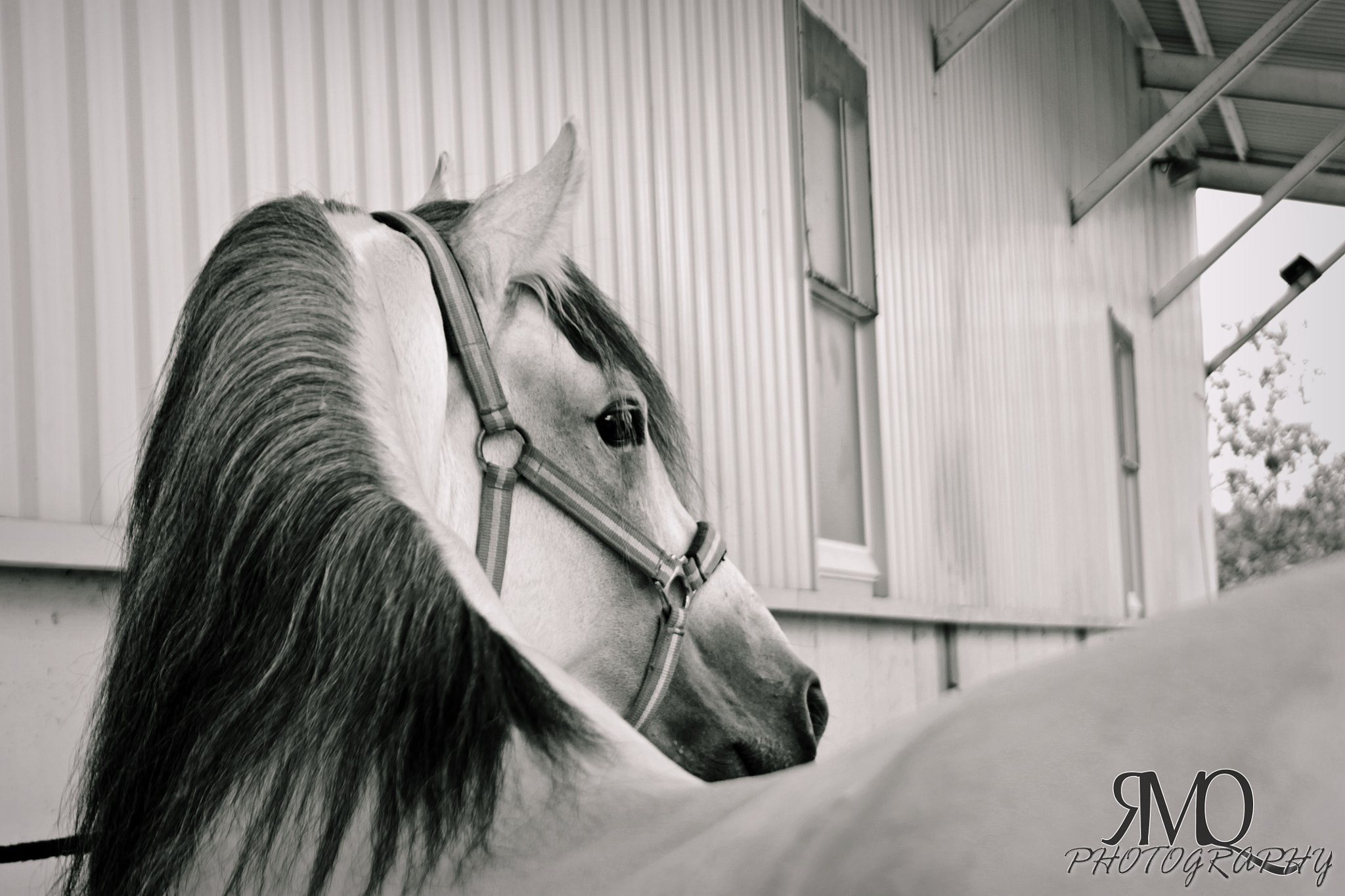 Canon EF 28-135mm F3.5-5.6 IS USM sample photo. The horse wrote history photography
