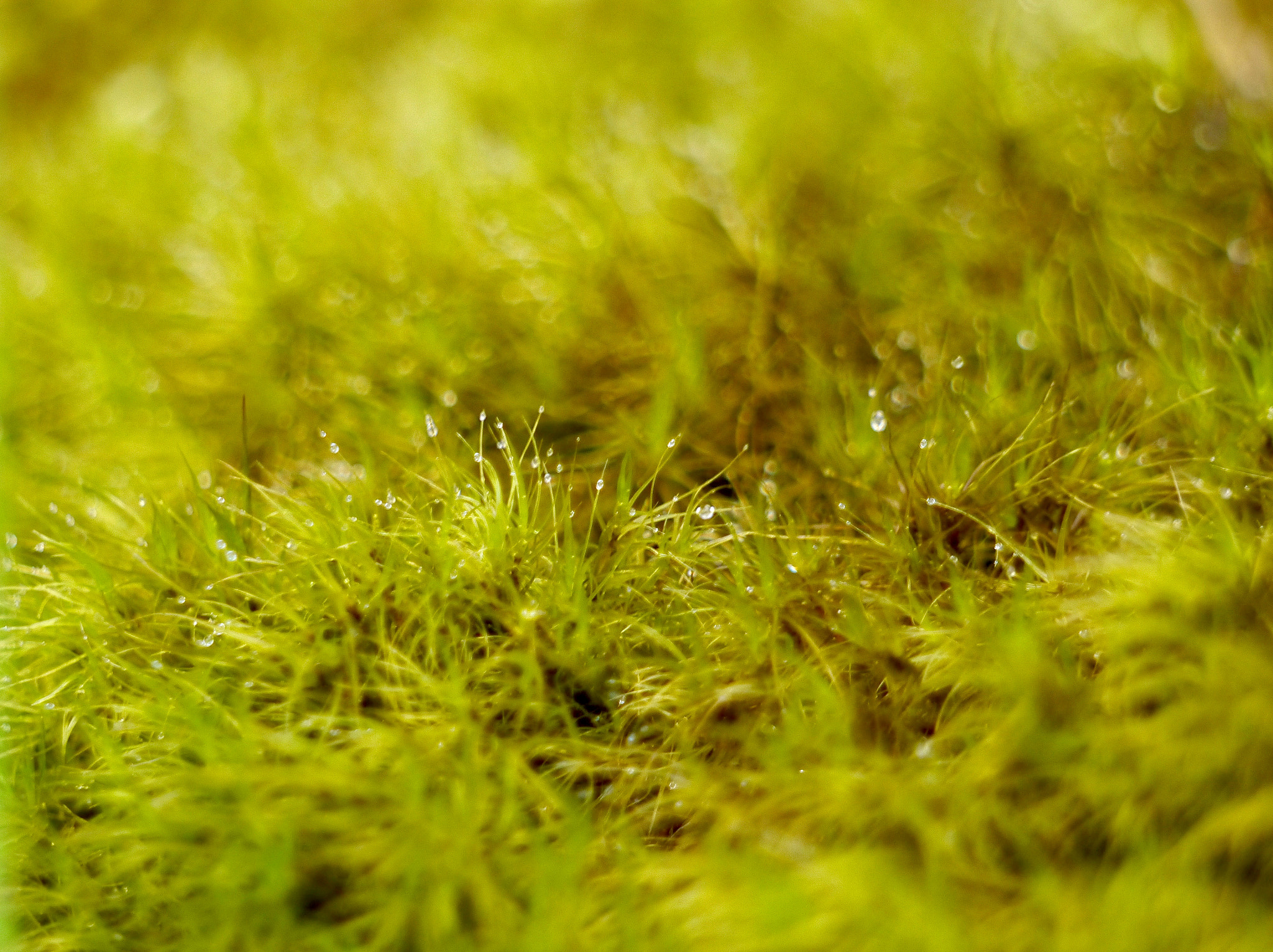 Panasonic Lumix G Vario 45-200mm F4-5.6 OIS sample photo. Tiny diamonds photography