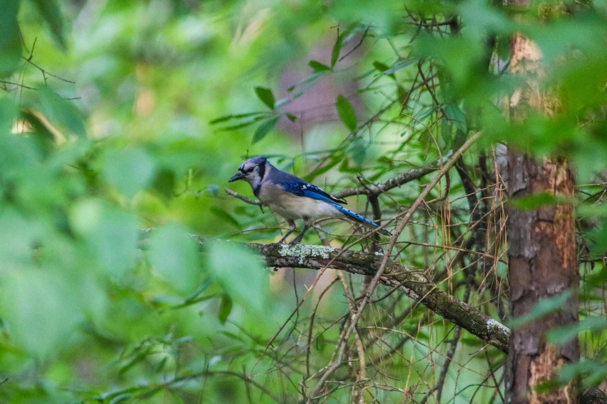 Canon EOS 760D (EOS Rebel T6s / EOS 8000D) + Canon 200-500mm sample photo. Blue jay hanging out photography