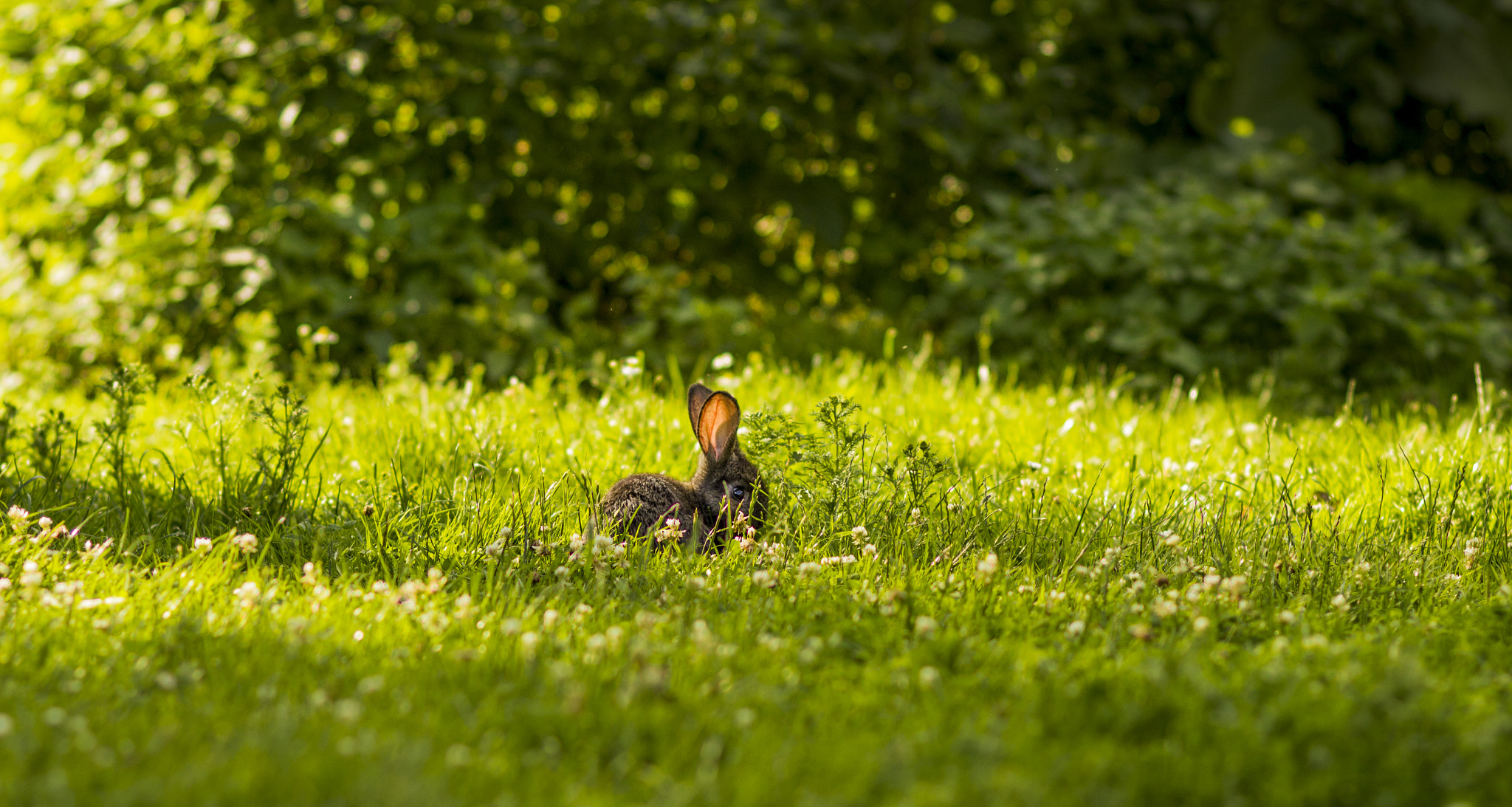 Canon EOS 600D (Rebel EOS T3i / EOS Kiss X5) + Canon EF 100mm F2.0 USM sample photo. Baby bunny photography