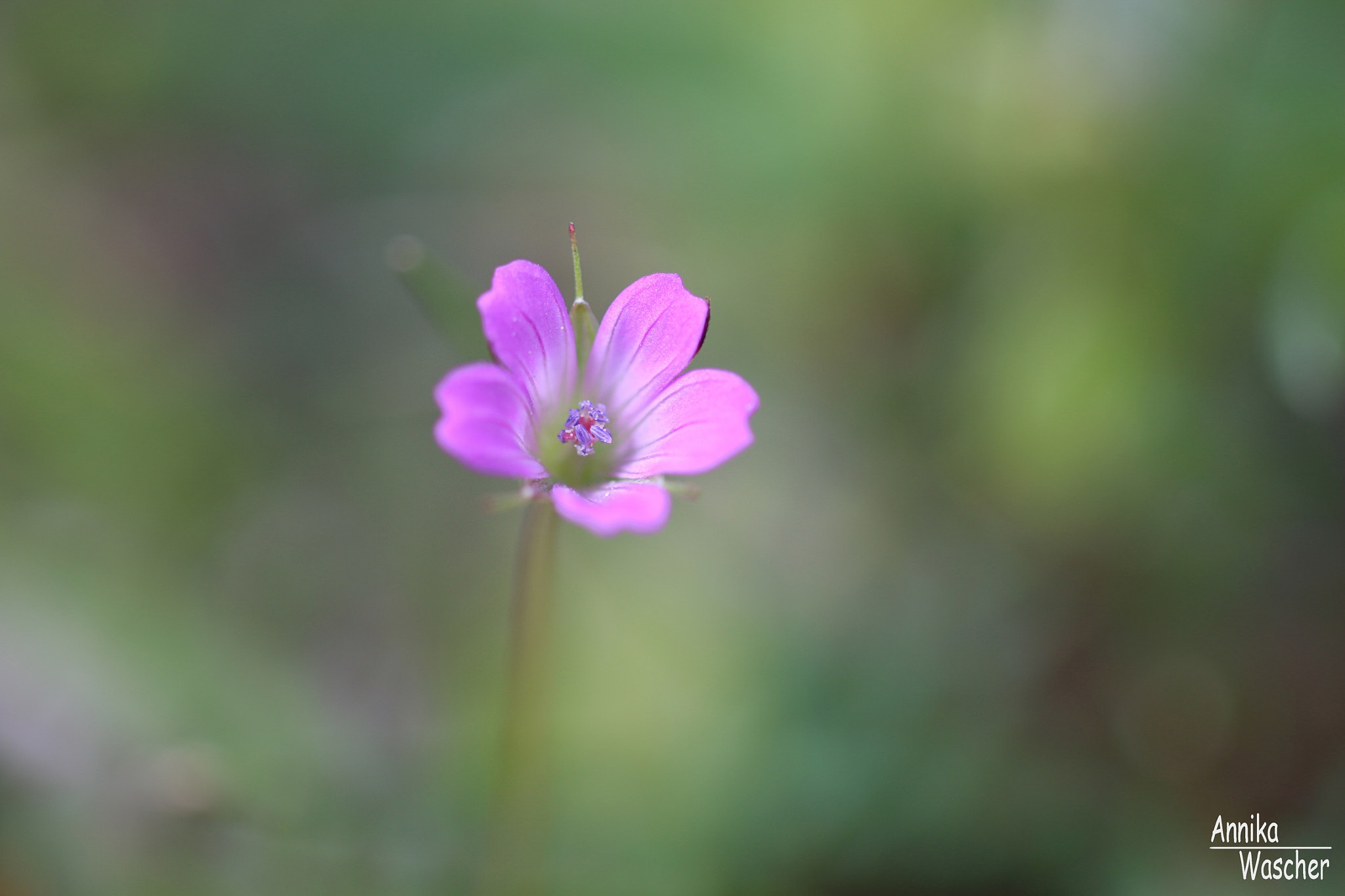 Canon EOS 70D + Sigma 18-50mm f/2.8 Macro sample photo. A little magic photography
