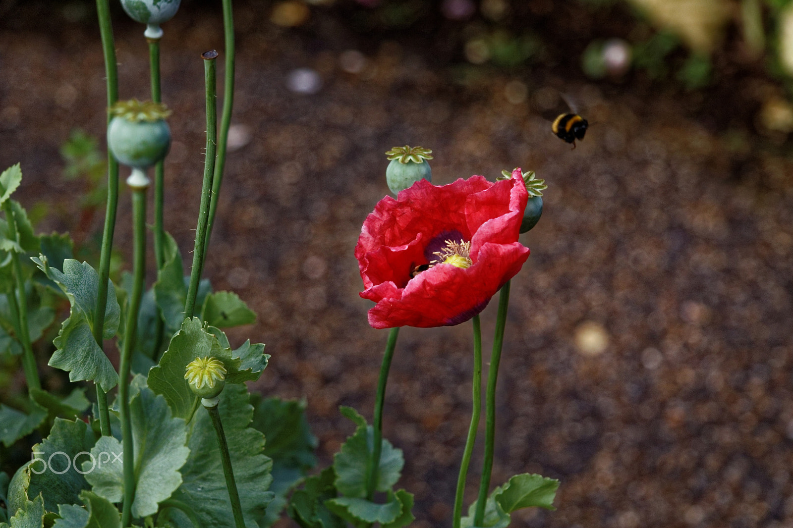 Canon EOS 750D (EOS Rebel T6i / EOS Kiss X8i) + Canon EF-S 17-85mm F4-5.6 IS USM sample photo. Red poppy photography