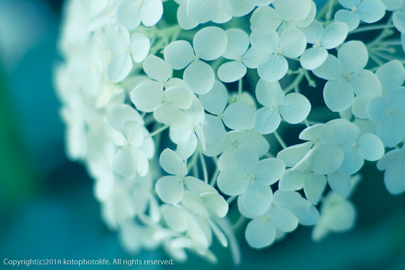 Olympus OM-D E-M10 II sample photo. Annabel s photography