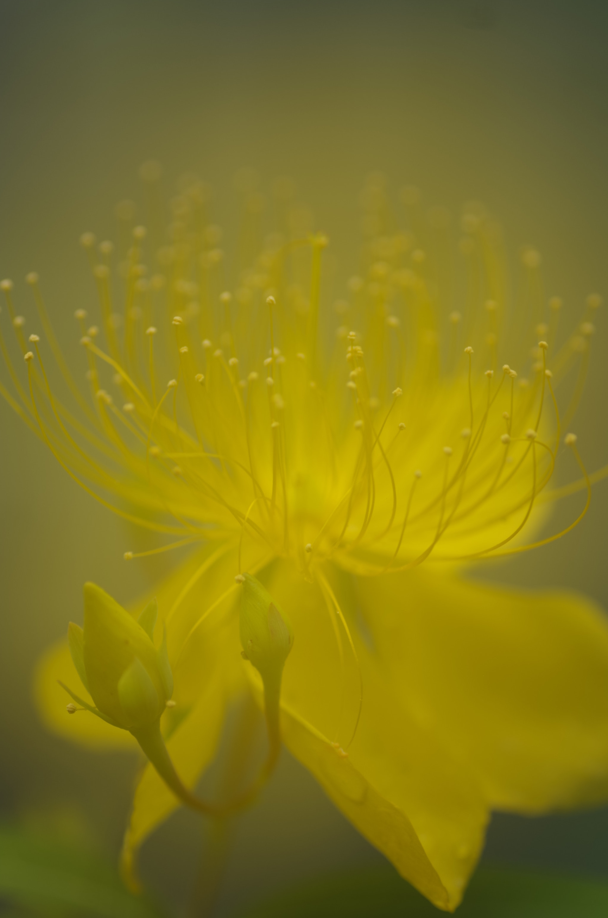 Pentax K-30 + Tamron SP AF 90mm F2.8 Di Macro sample photo. Suspicously photography