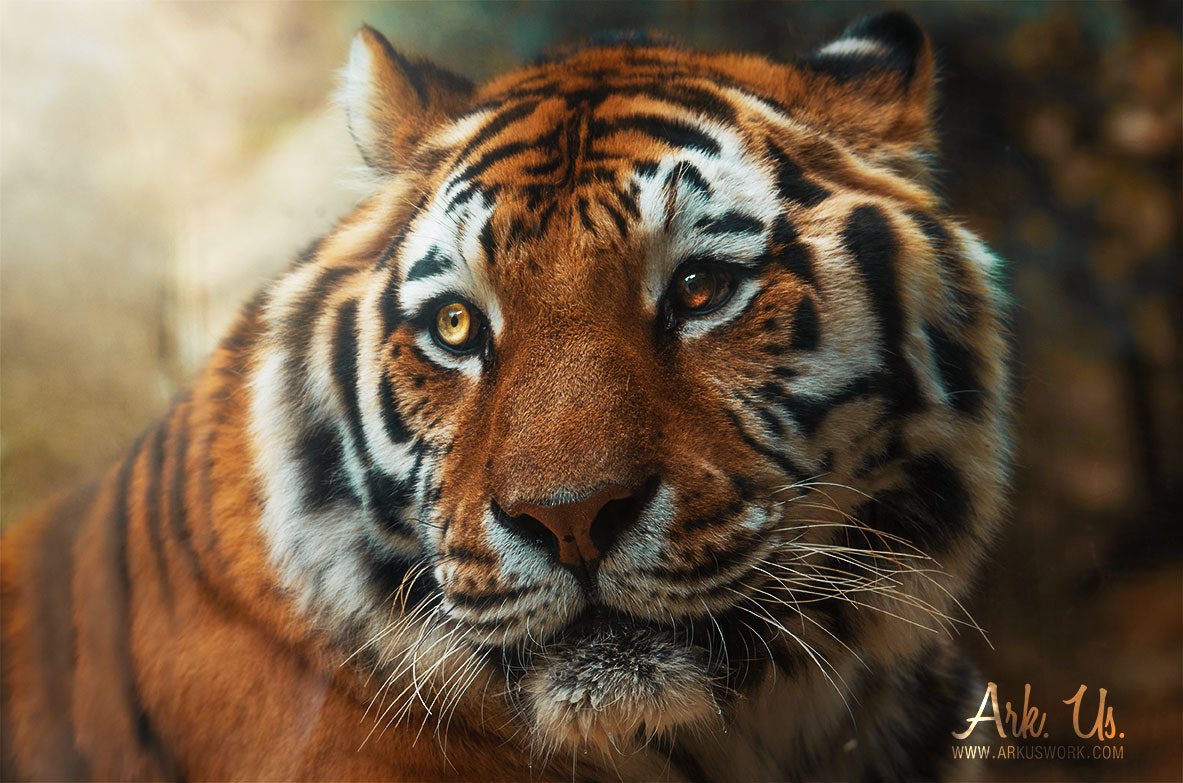 Pentax K-5 II sample photo. Portrait d'un tigre photography