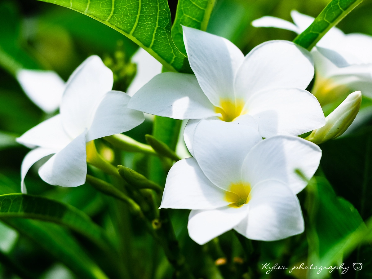 Olympus OM-D E-M1 + Sigma 150mm F2.8 EX DG Macro HSM sample photo. 雞蛋花 photography