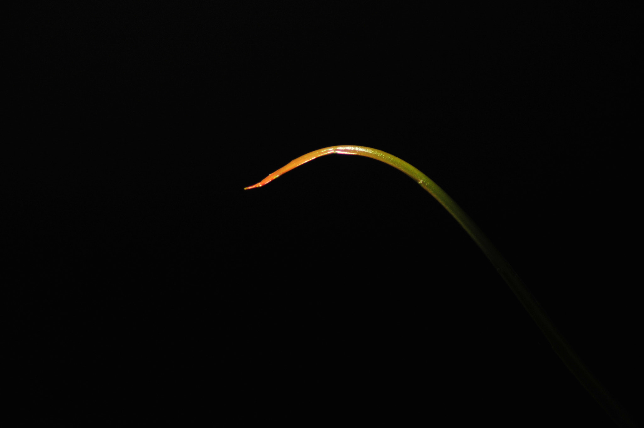 Nikon D300 + Manual Lens No CPU sample photo. .. photography