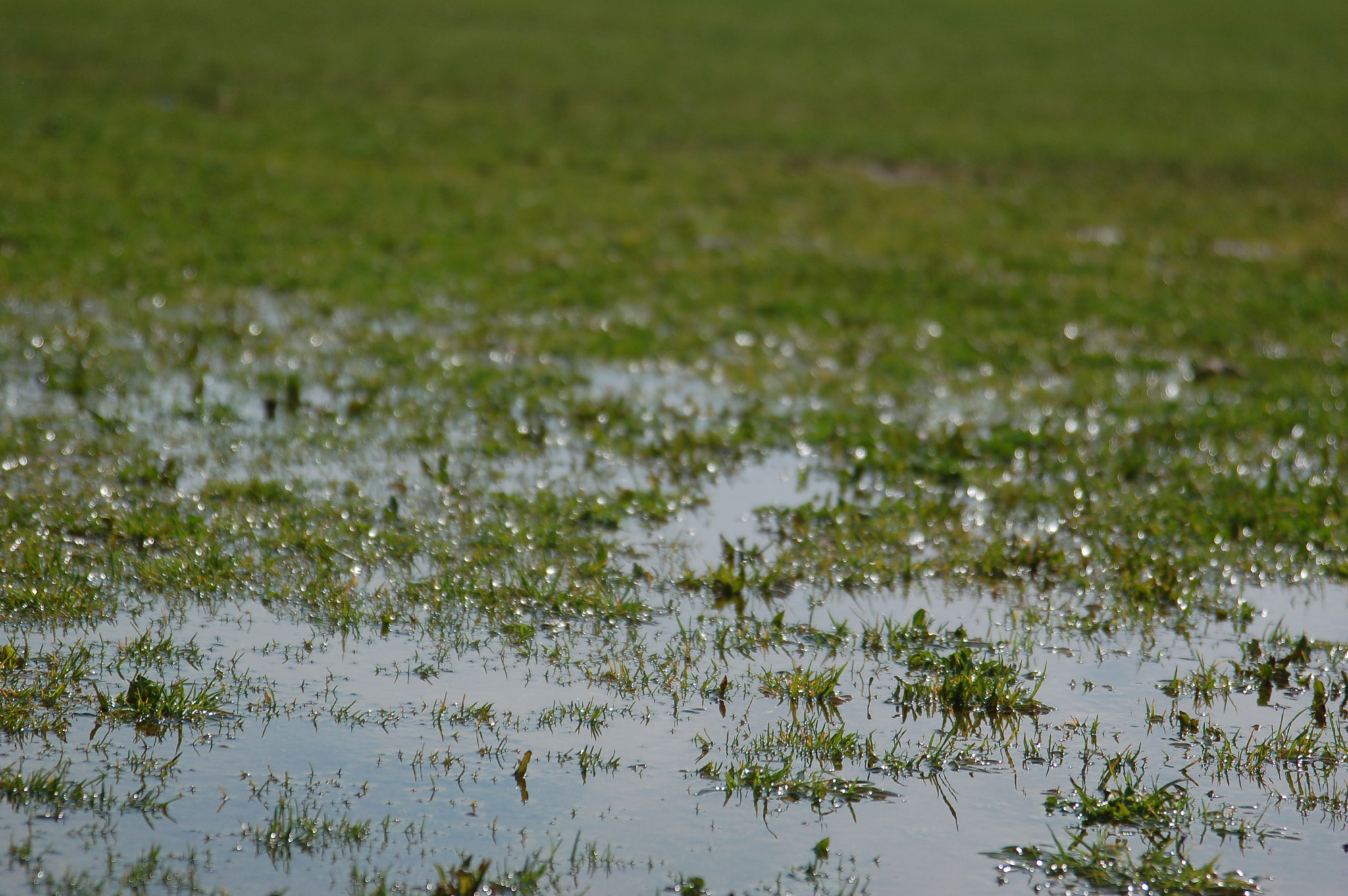 Nikon AF Nikkor 24-85mm F2.8-4D IF sample photo. Grass photography