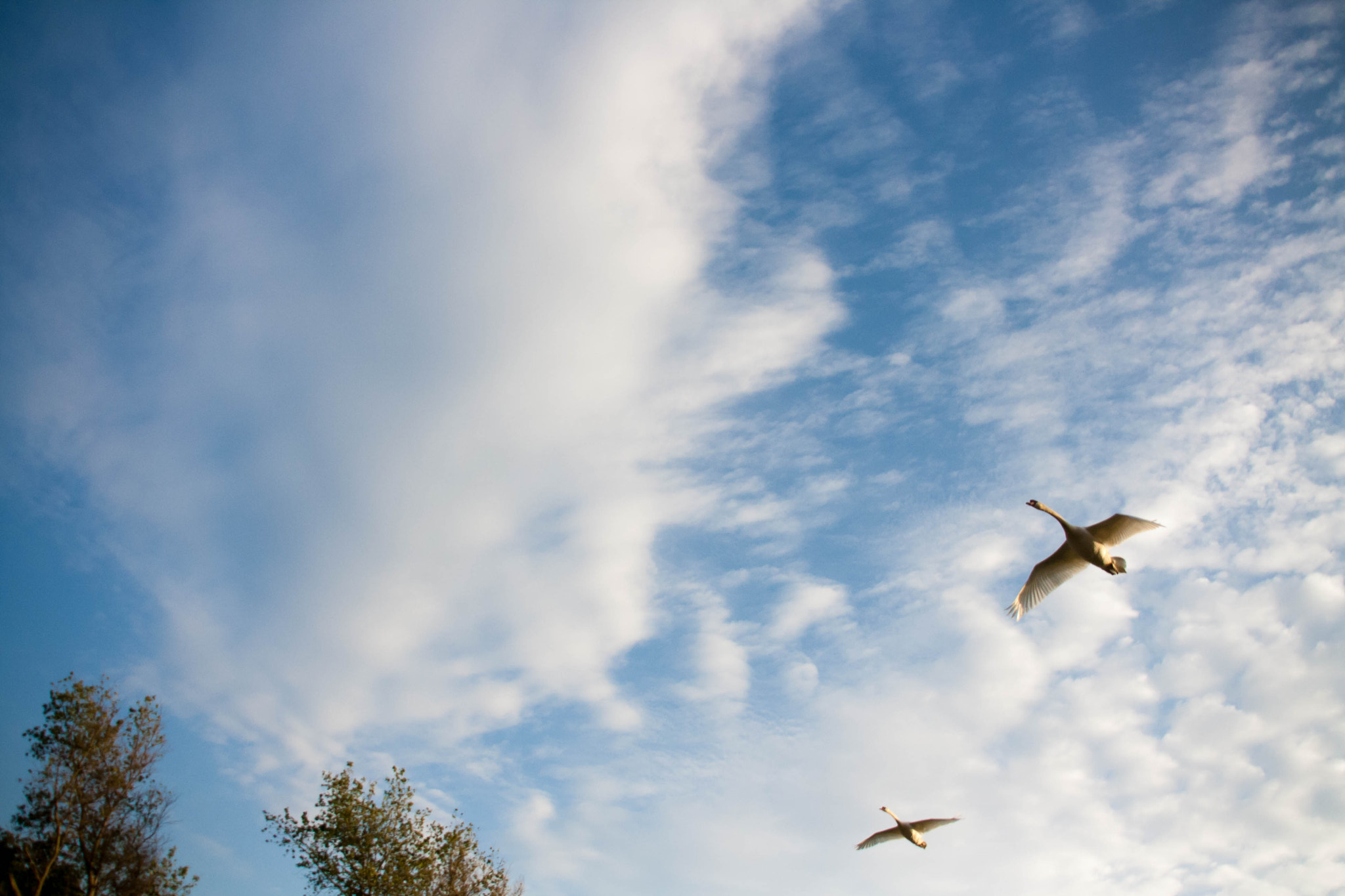 Sigma 18-200mm f/3.5-6.3 DC OS sample photo. Airplane incomming! photography