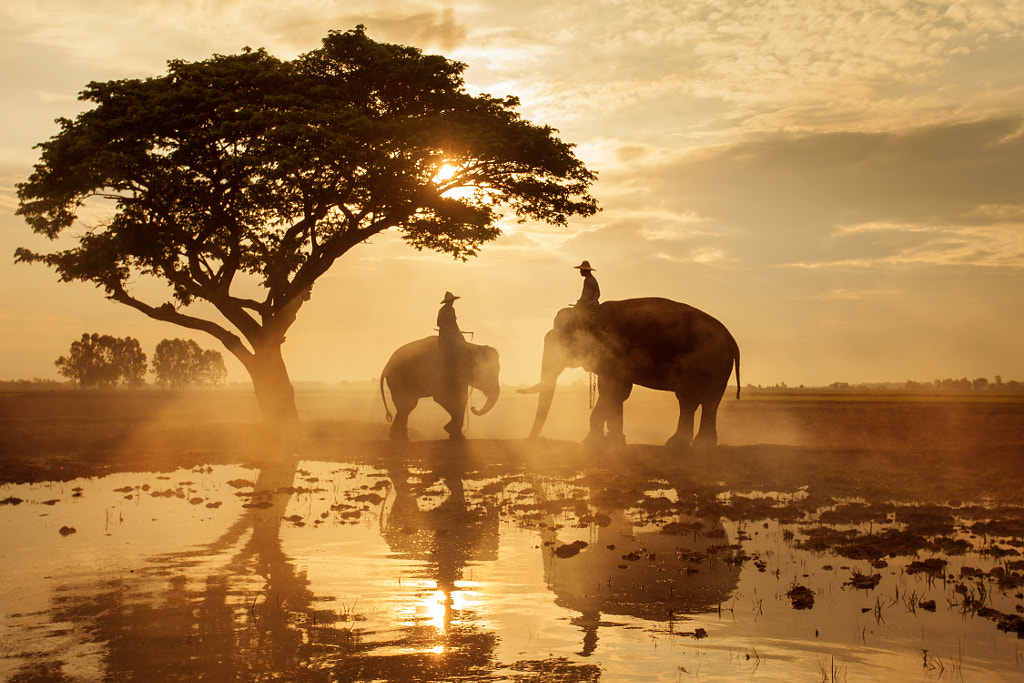 Elephants walking under big tree in silhouette#4 by Patchiya Wasitworapol on 500px.com