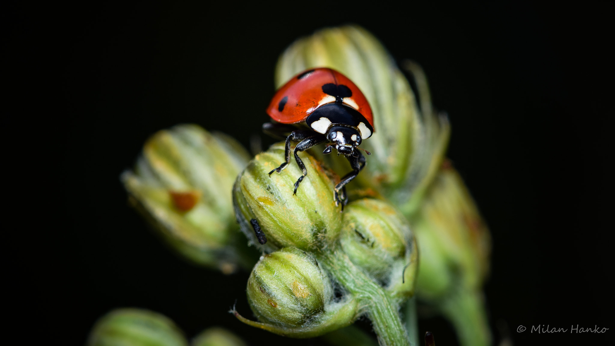 Nikon AF-S Micro-Nikkor 105mm F2.8G IF-ED VR sample photo. Ladybird photography