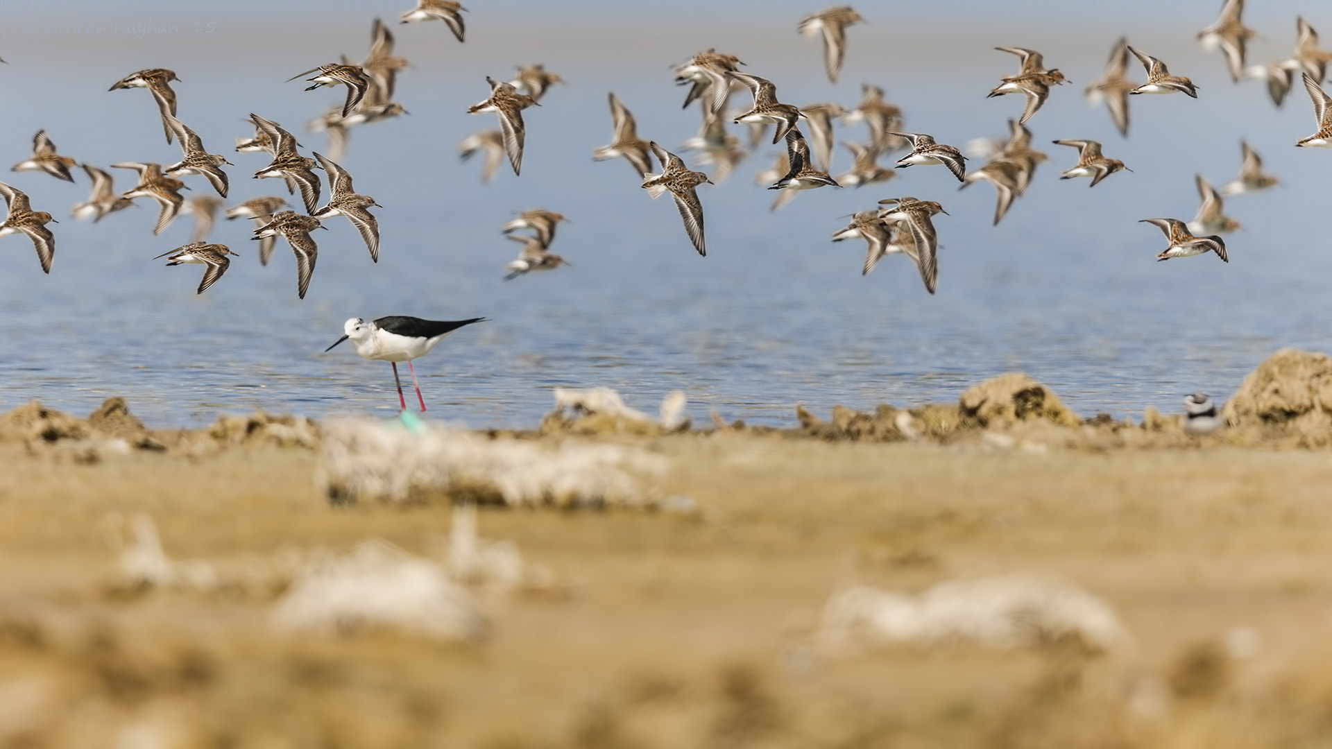 Canon EF 600mm F4L IS II USM sample photo. Little stin photography