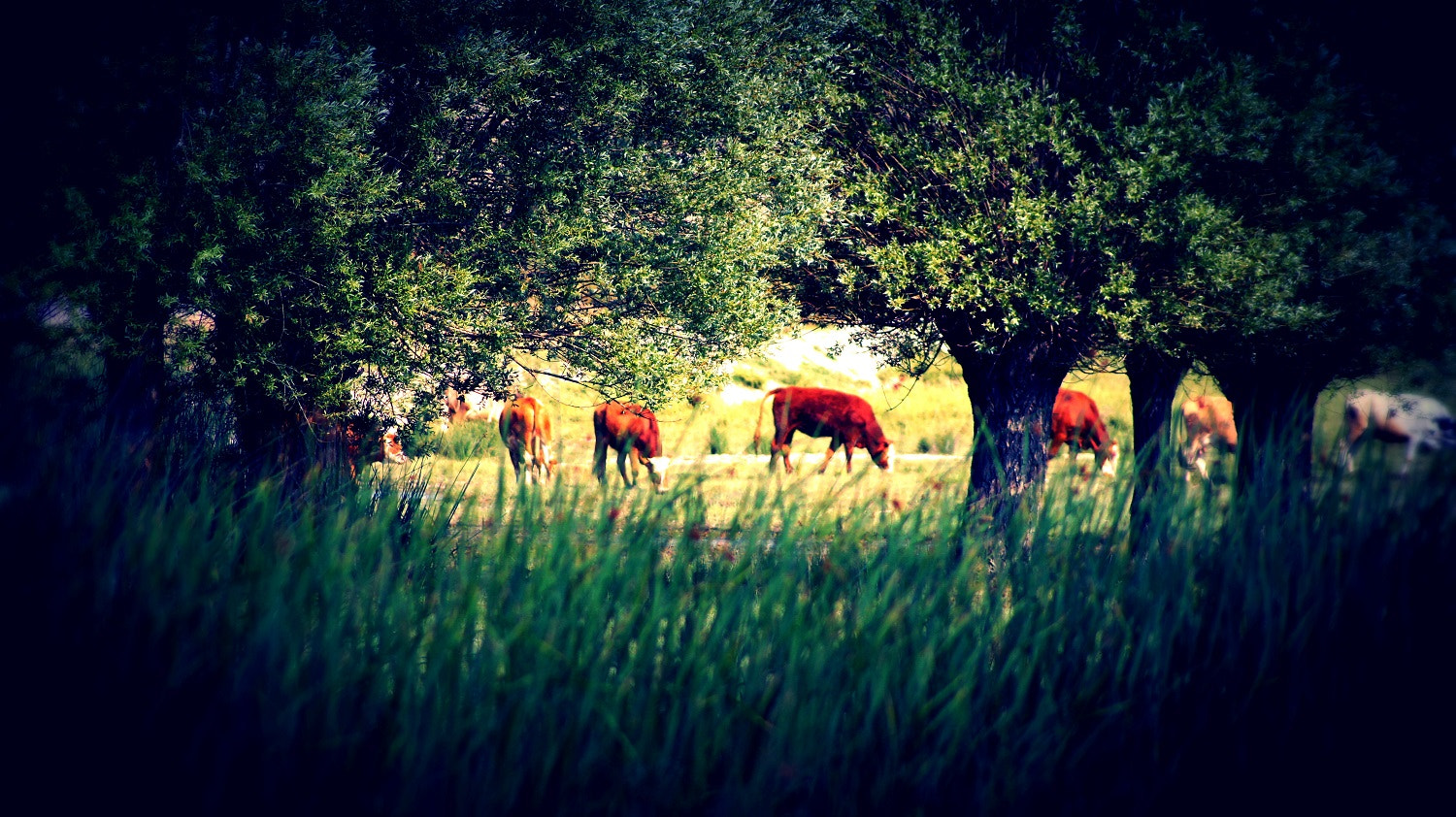 Sony DT 55-200mm F4-5.6 SAM sample photo. Grassland photography