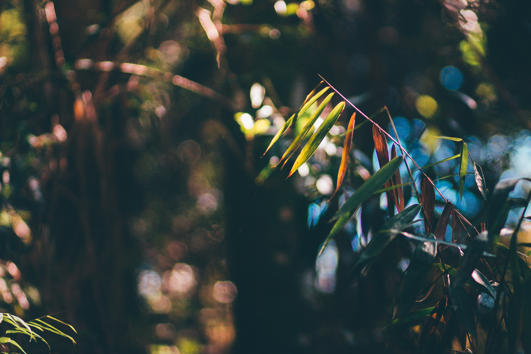 Canon EF 85mm F1.8 USM sample photo