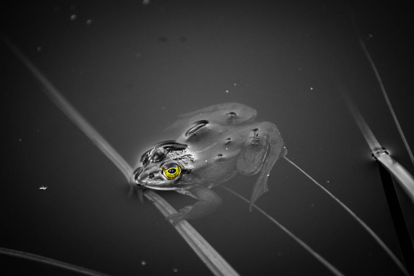 Sony a7 + Tamron SP 70-300mm F4-5.6 Di USD sample photo. Yellow eye frog  photography