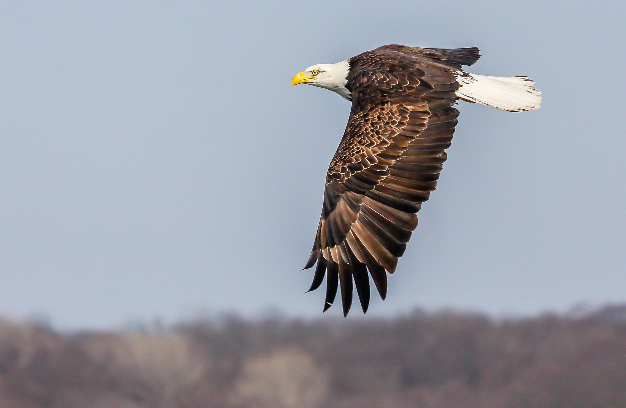 Canon EOS 40D + Canon EF 100-400mm F4.5-5.6L IS USM sample photo. Bald eagle photography