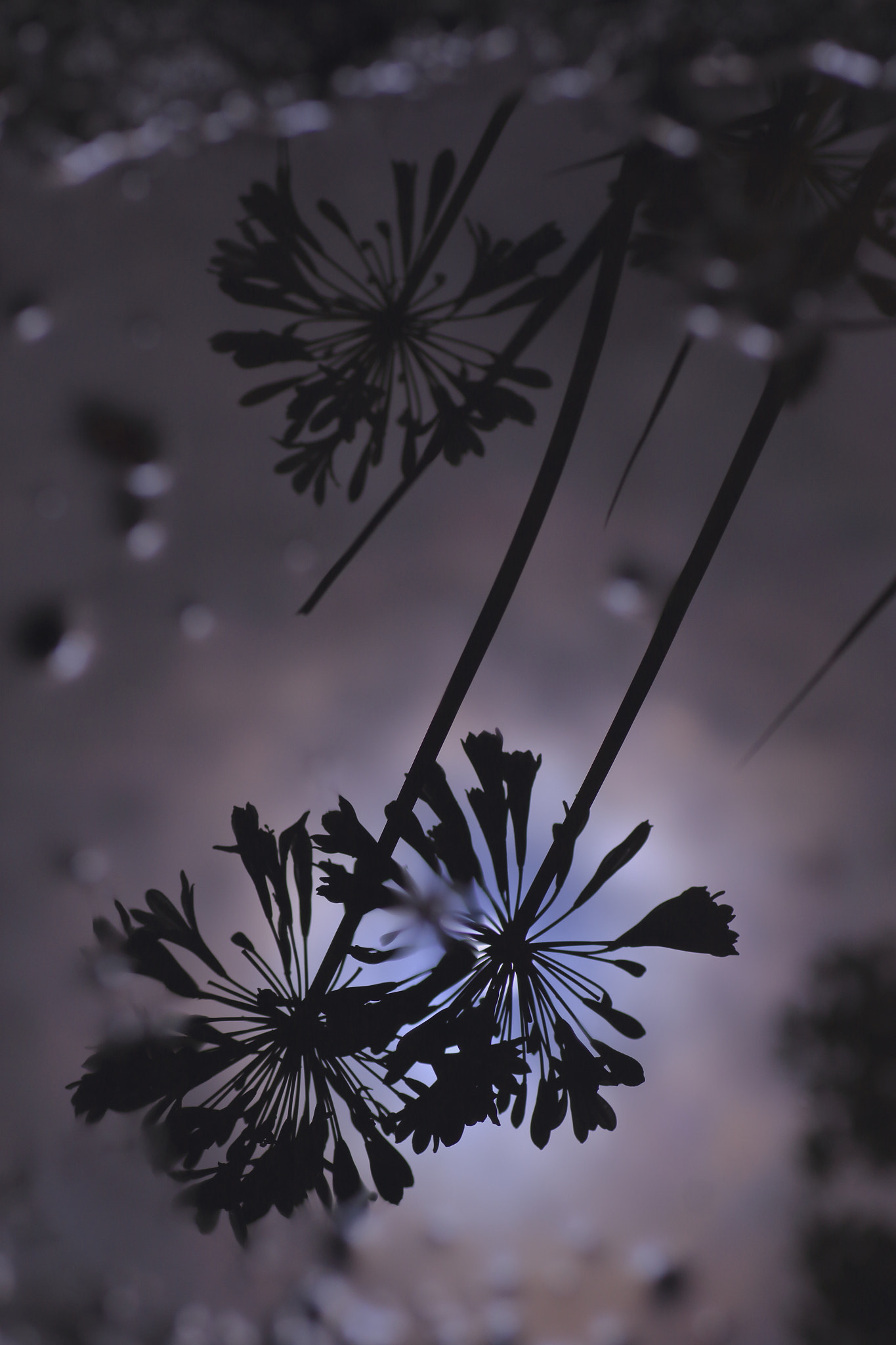 Canon EOS 7D Mark II + Tamron SP AF 90mm F2.8 Di Macro sample photo. ...水に咲く。 photography