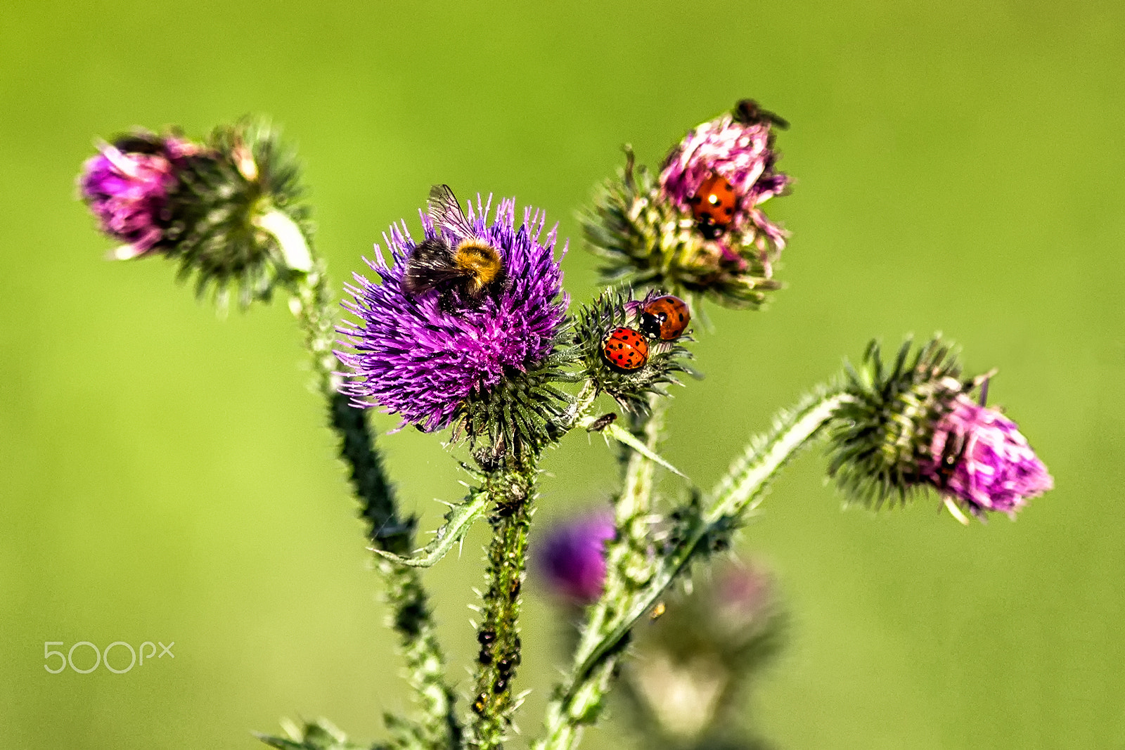 Canon EOS 600D (Rebel EOS T3i / EOS Kiss X5) + Canon EF 300mm F4L IS USM sample photo. Bee and ladybug on a thistle photography