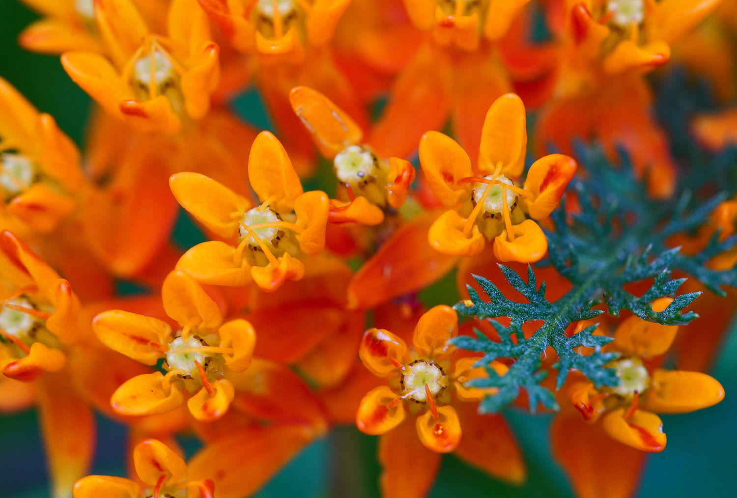 100mm F2.8 SSM sample photo. Butterfly weed photography