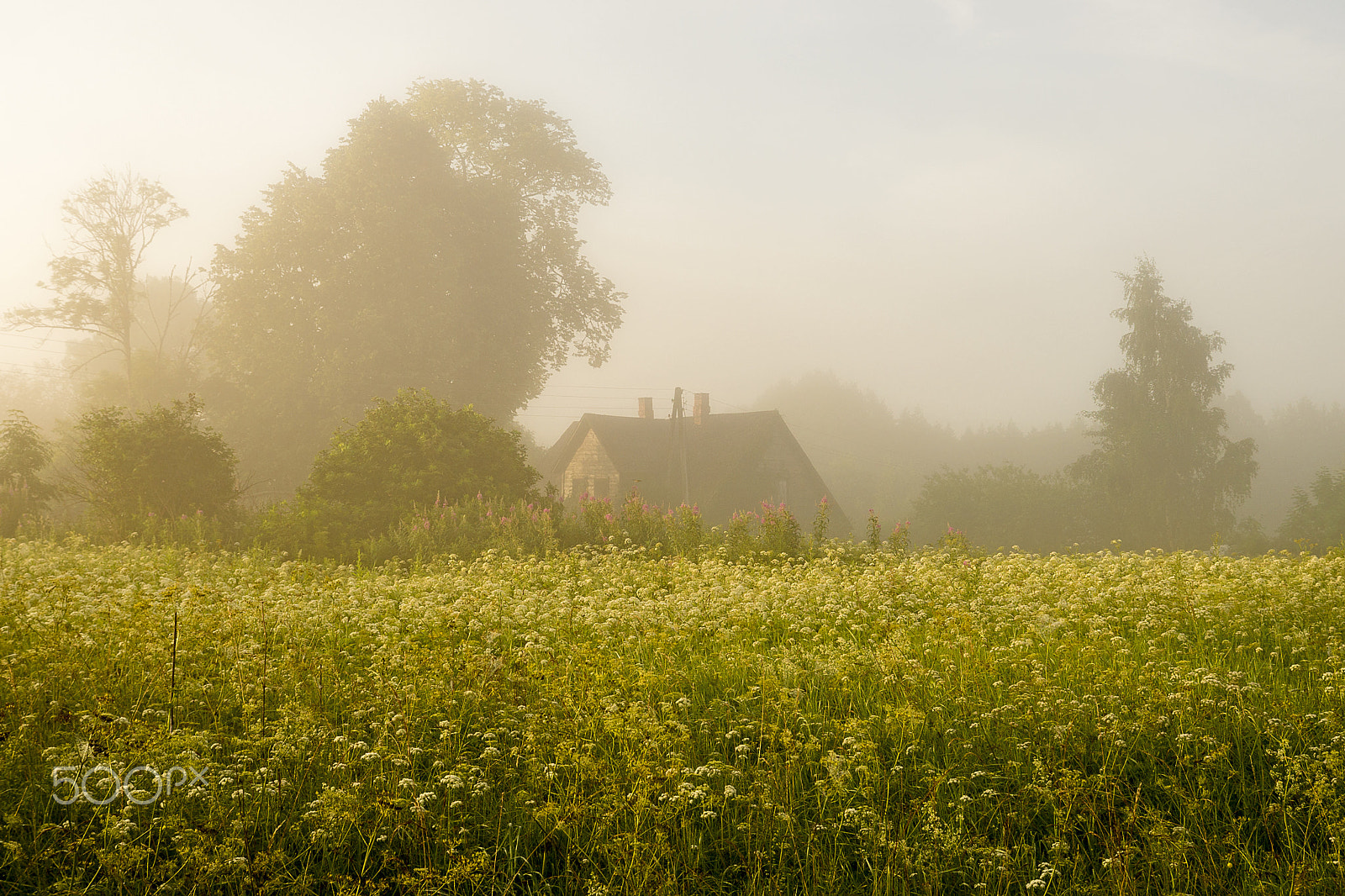 Sony DT 30mm F2.8 Macro SAM sample photo. Fog... photography