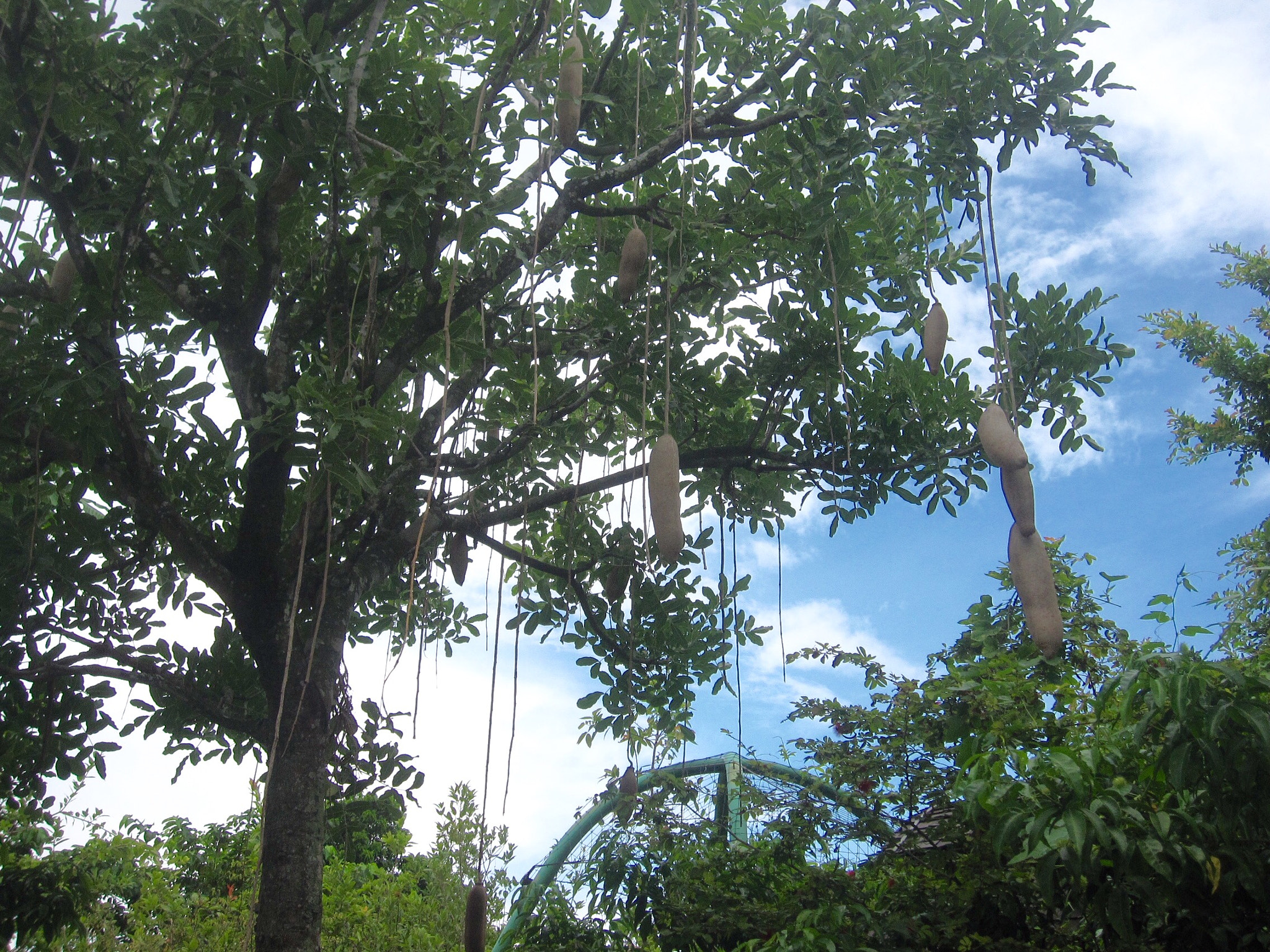 Canon PowerShot SD880 IS (Digital IXUS 870 IS / IXY Digital 920 IS) sample photo. Sausage tree 香肠树 photography
