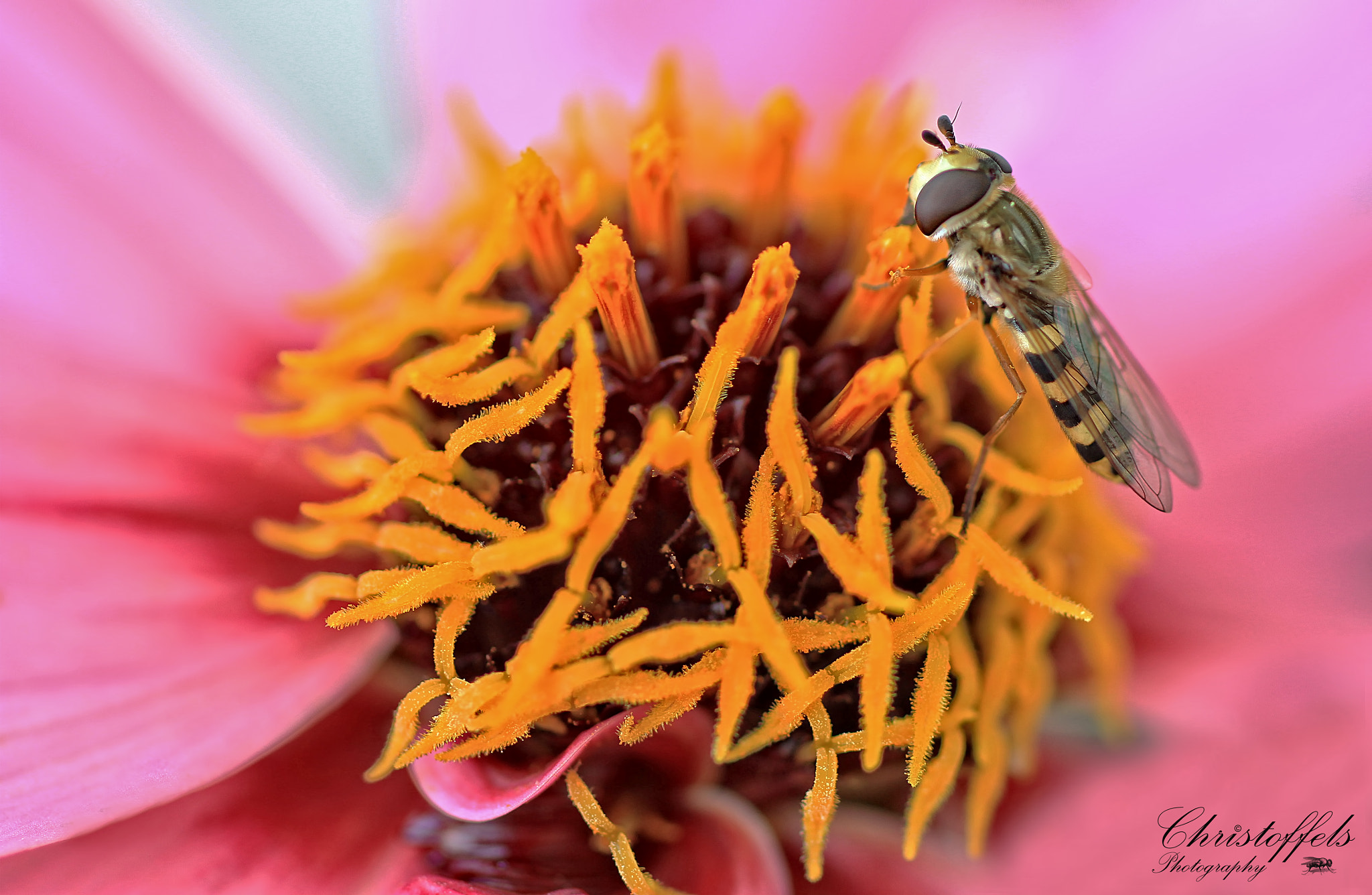 Canon EOS 60D + Sigma 70mm F2.8 EX DG Macro sample photo. Hoverfly photography