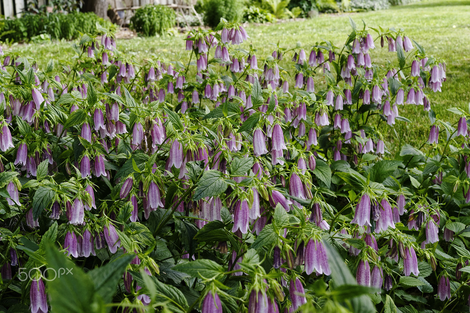 Nikon AF-S Micro-Nikkor 60mm F2.8G ED sample photo. Bellflower photography