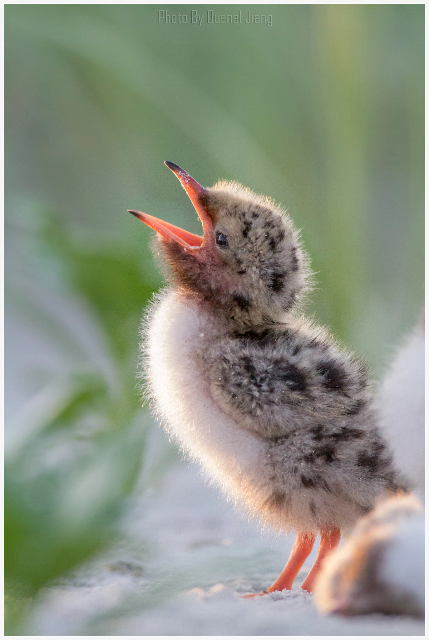 Canon EOS 7D + Canon EF 600mm F4L IS USM sample photo. Baby tern at nickerson beach photography