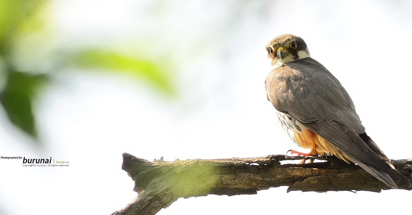 Nikon D800 + Nikkor 500mm f/4 P ED IF sample photo. Eurasian hobby photography