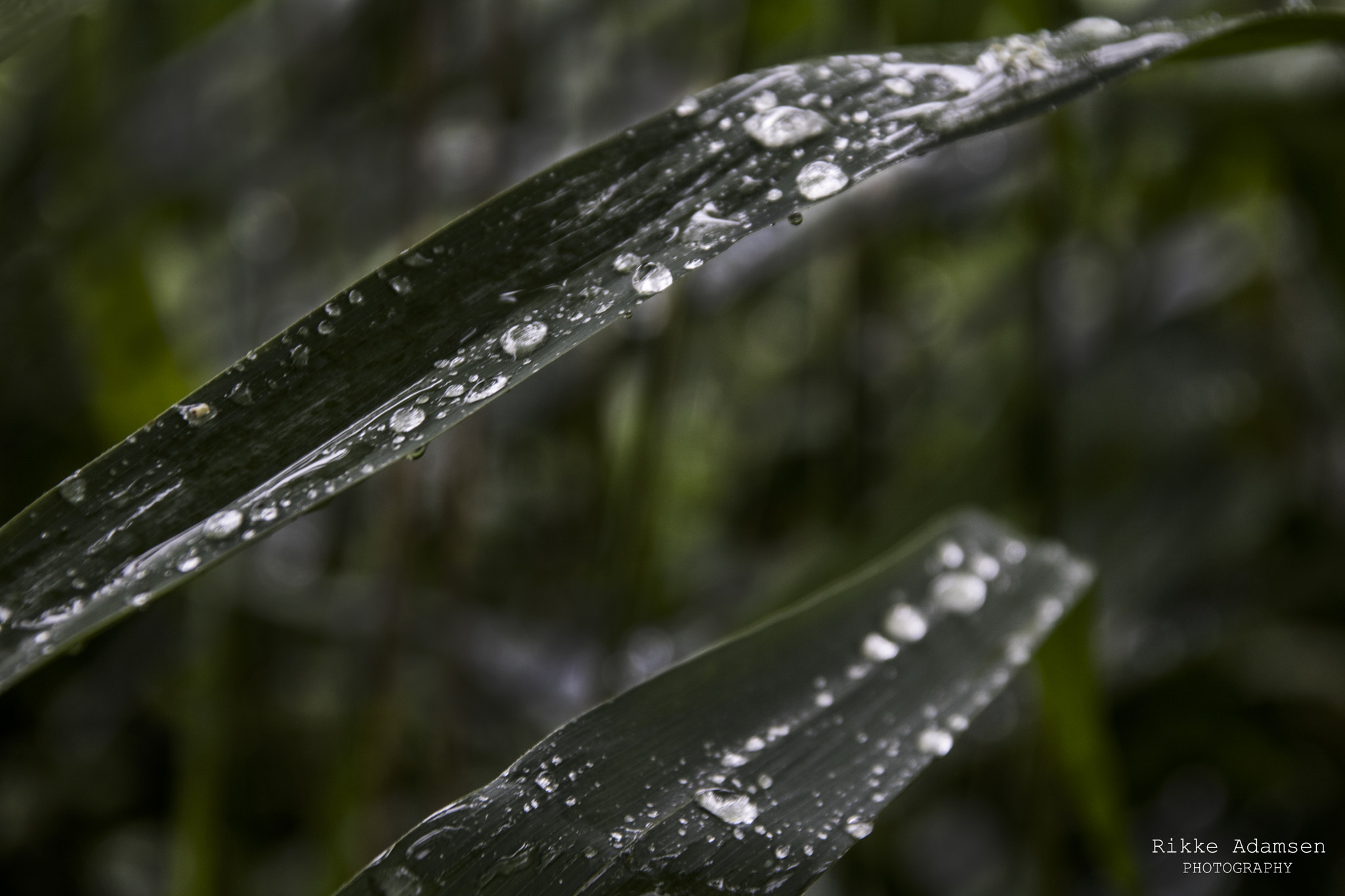 Canon EOS 760D (EOS Rebel T6s / EOS 8000D) + Canon TS-E 90mm F2.8 Tilt-Shift sample photo. Rainy day photography
