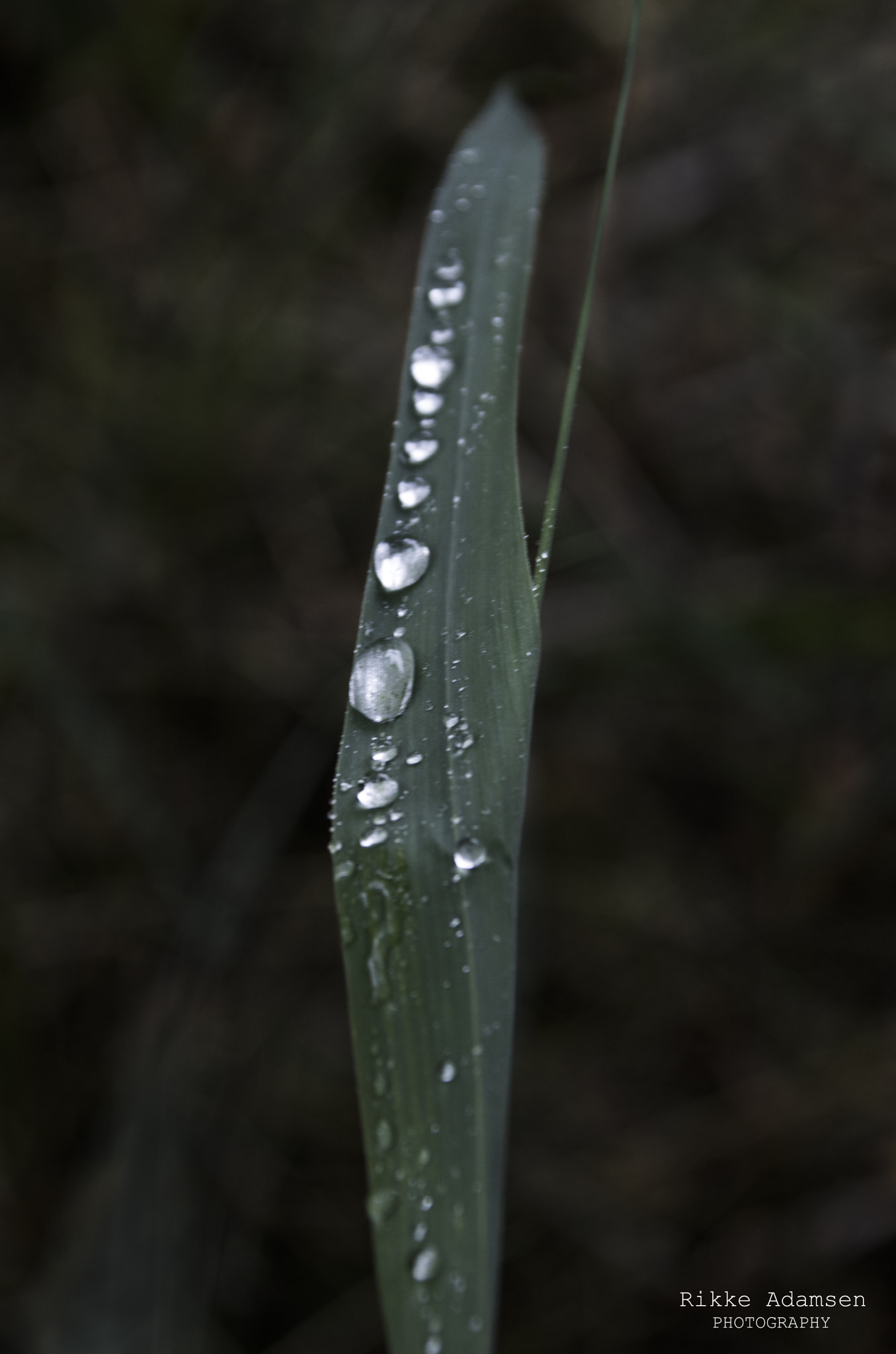 Canon EOS 760D (EOS Rebel T6s / EOS 8000D) + Canon TS-E 90mm F2.8 Tilt-Shift sample photo. On a rainy day photography