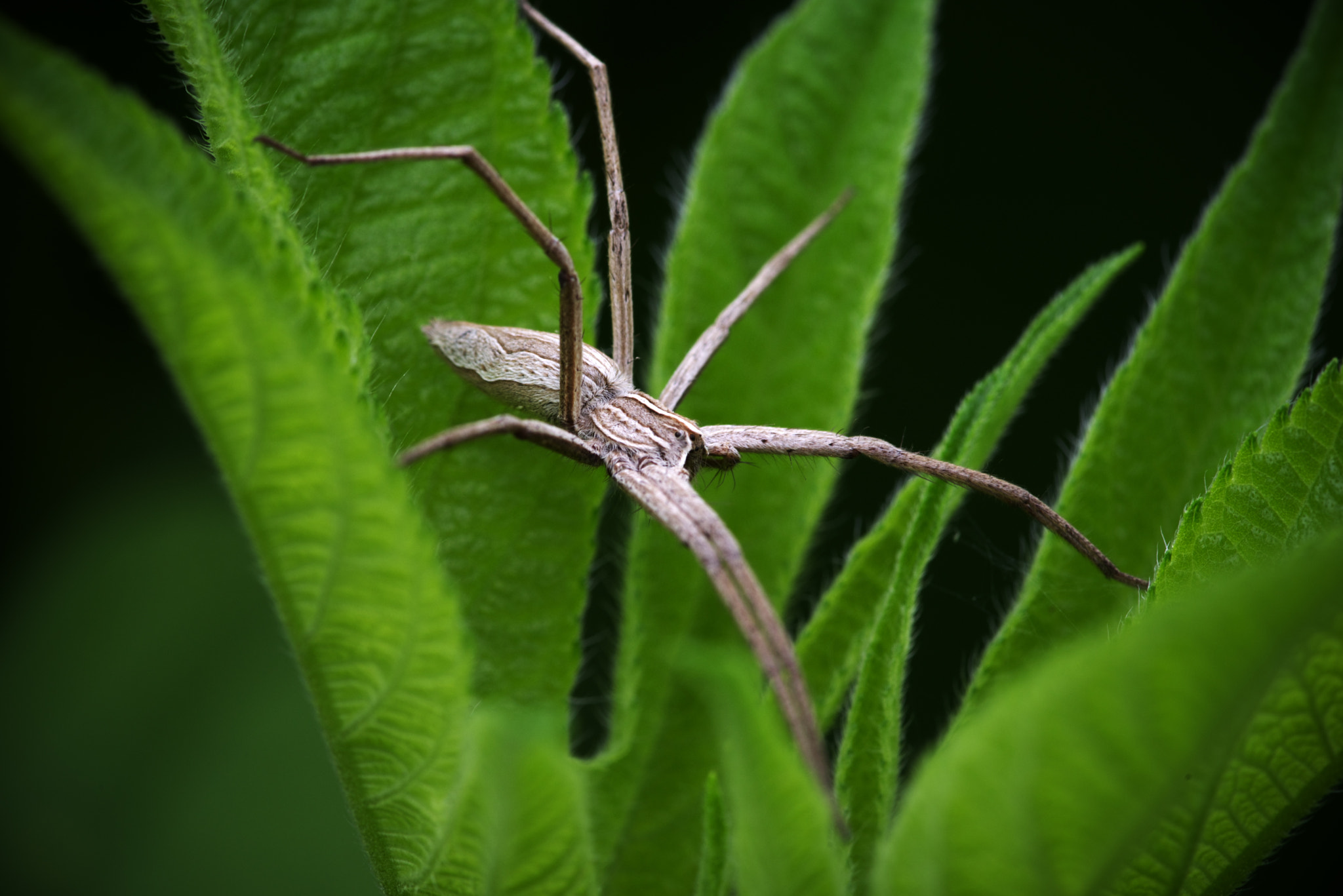 Pentax smc D-FA 100mm F2.8 Macro WR sample photo. Spider photography