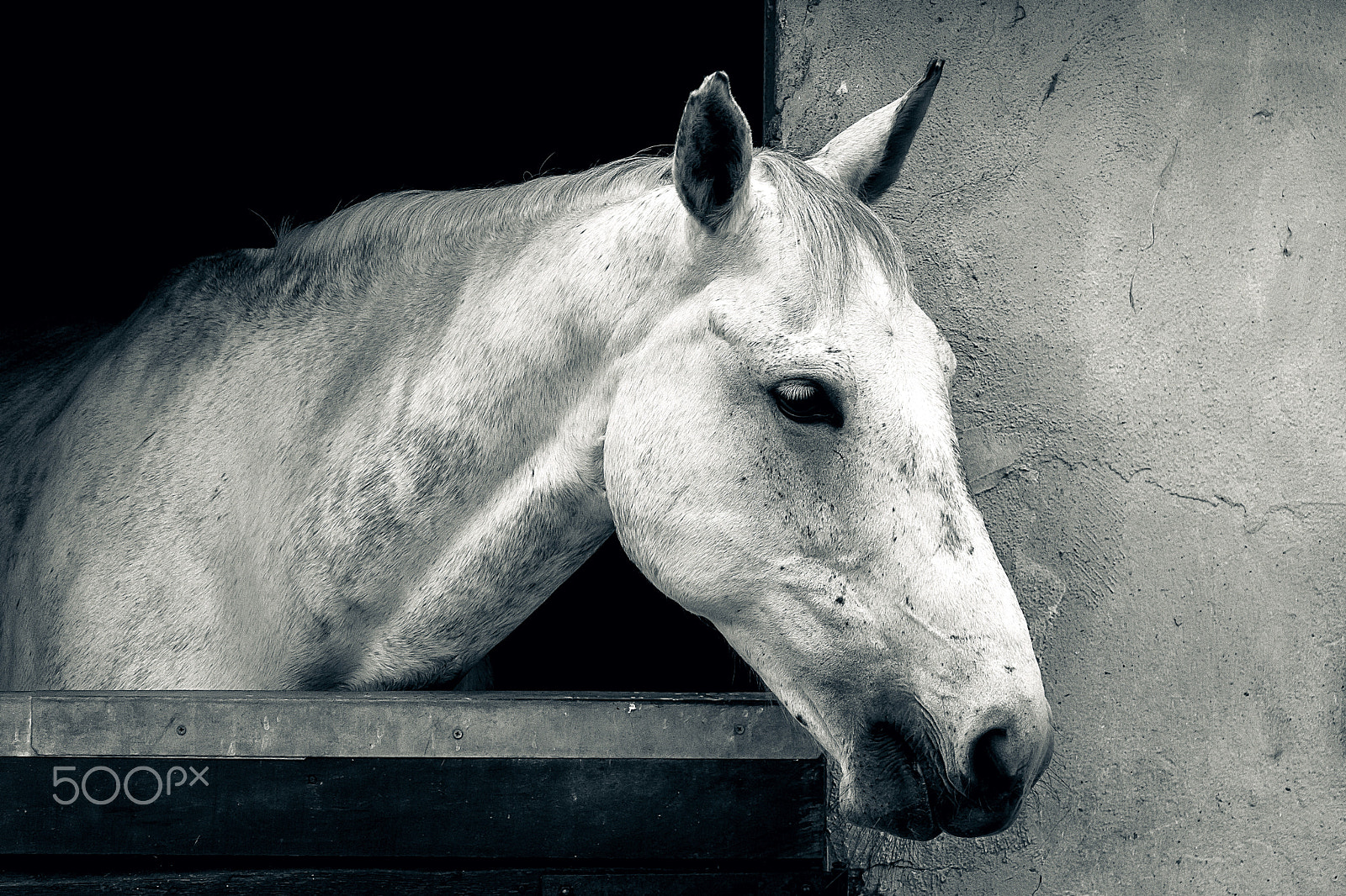 Canon EOS 500D (EOS Rebel T1i / EOS Kiss X3) sample photo. Equus caballus. photography
