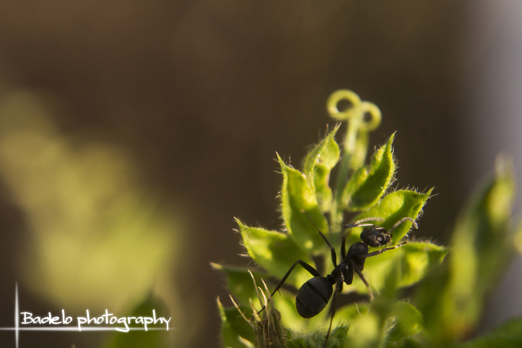 Canon EOS M sample photo. The ant`s photography