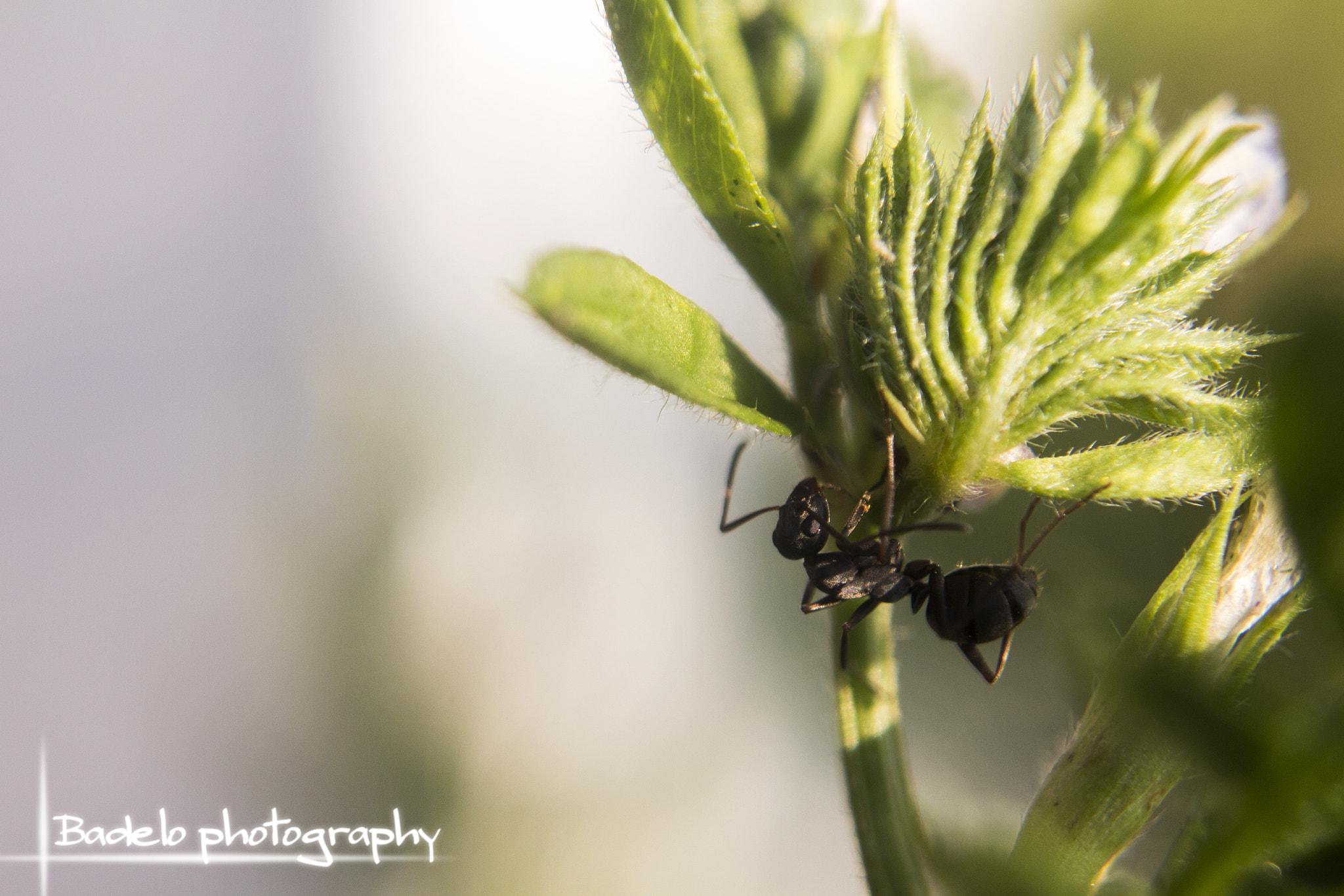 Canon EOS M sample photo. The ant`s photography