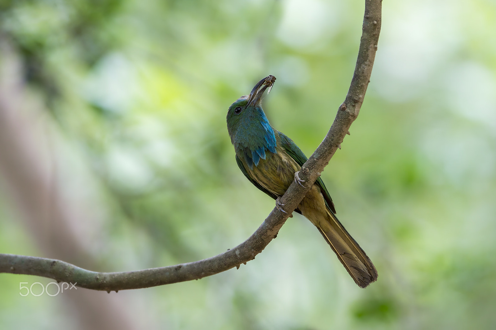 Nikon AF-S Nikkor 600mm F4E FL ED VR sample photo. Blue bearded bee eater (m) photography