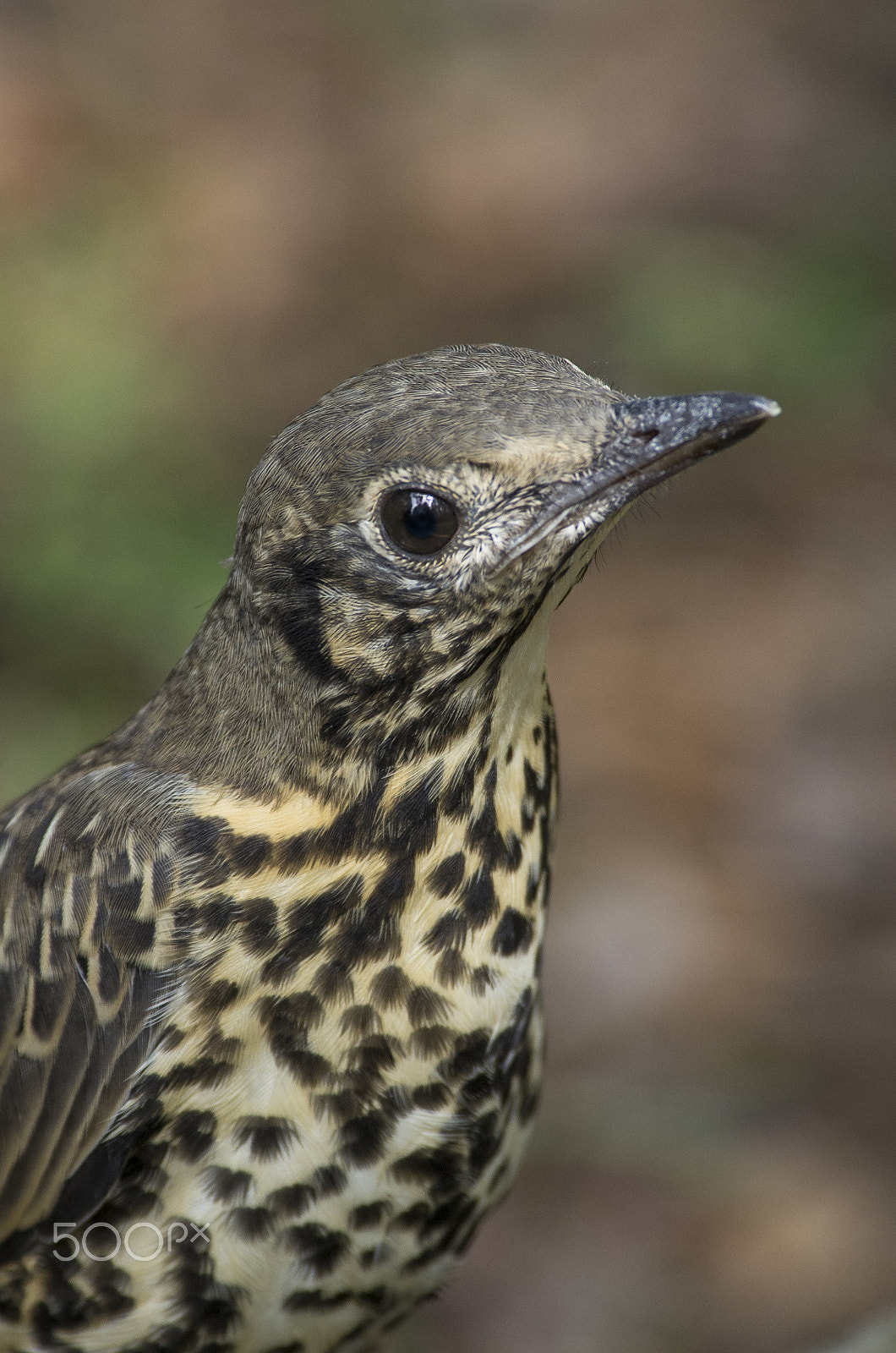 Pentax K-5 II sample photo. Song thrush (young) photography