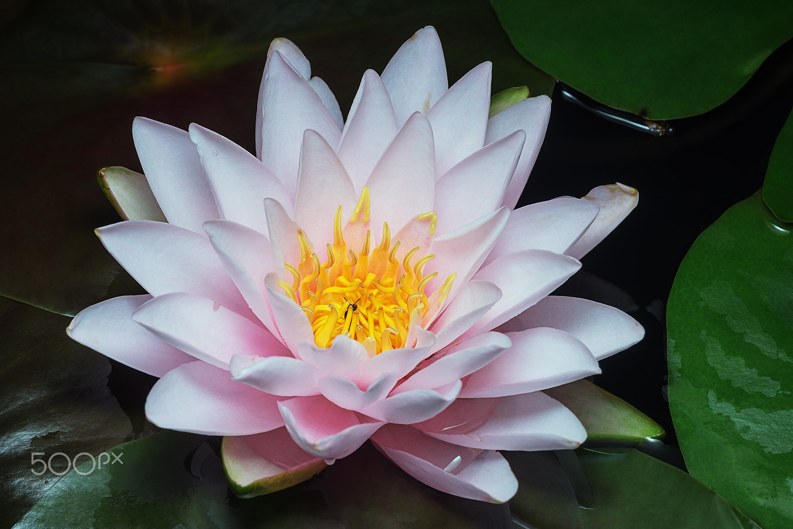 Sony a99 II + Sony 100mm F2.8 Macro sample photo. Fire opal photography
