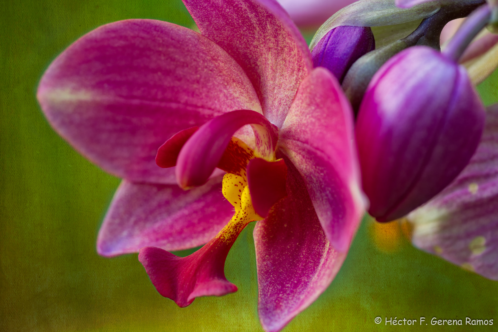 Sigma APO Macro 180mm F2.8 EX DG OS HSM sample photo. Yellow center photography