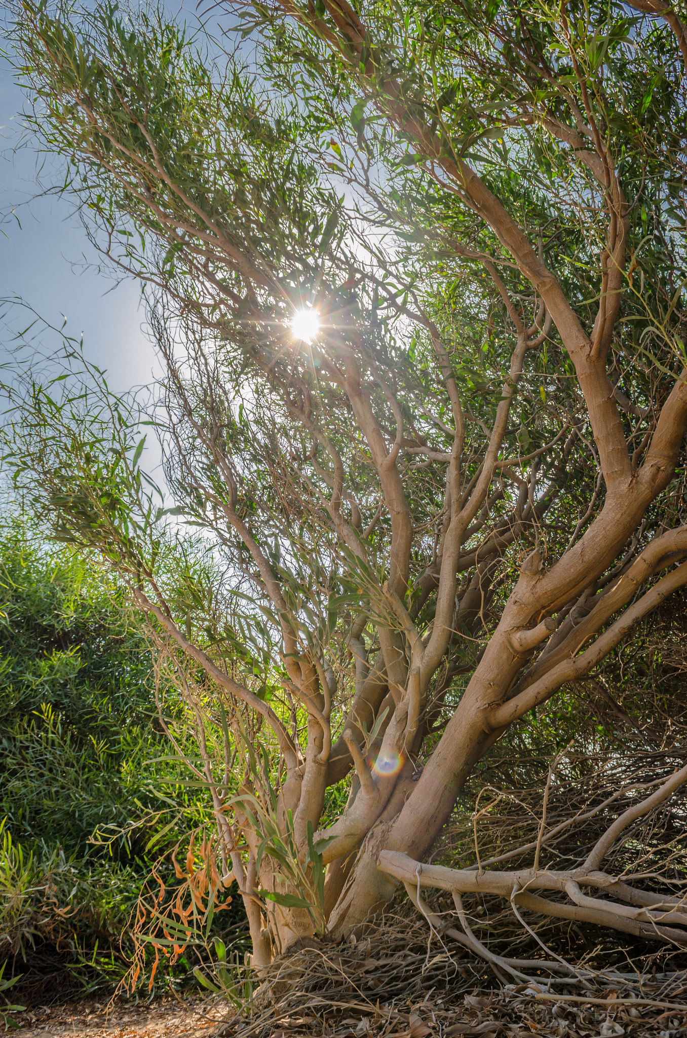 Sigma 18-50mm F2.8-4.5 DC OS HSM sample photo. Unusual tree photography