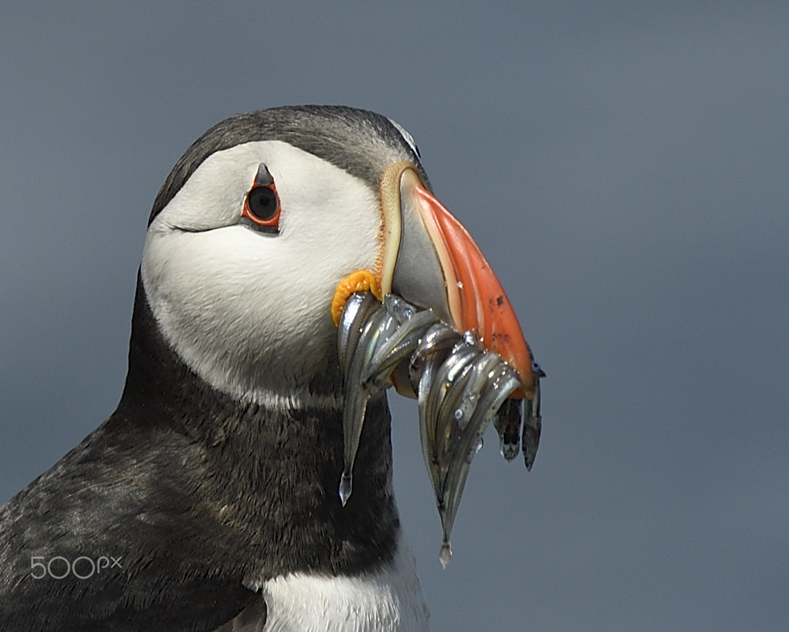 Nikon Nikkor AF-S 300mm F4E PF ED VR sample photo. Puffin photography